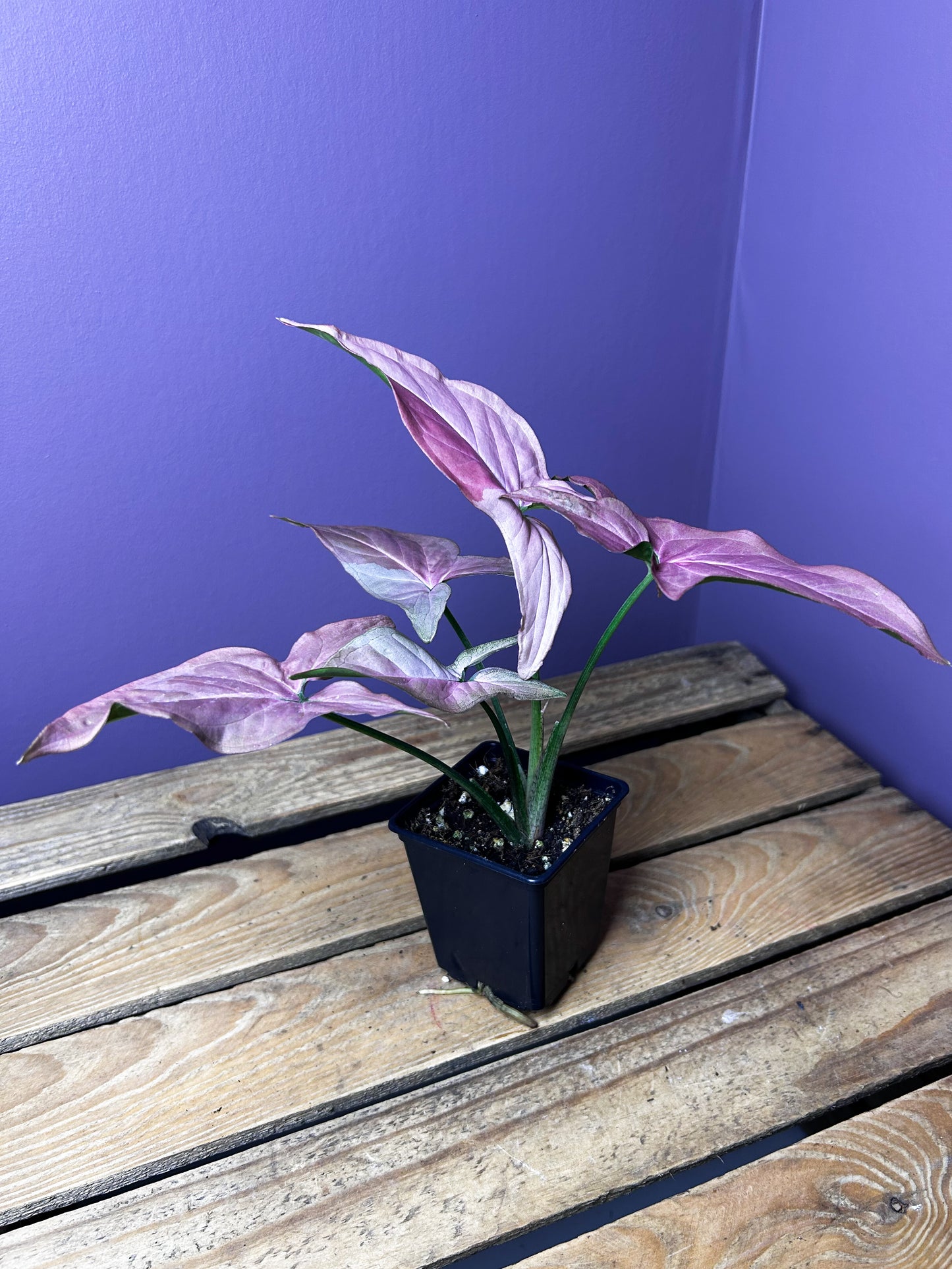 Syngonium Pink On Pink/POP 2