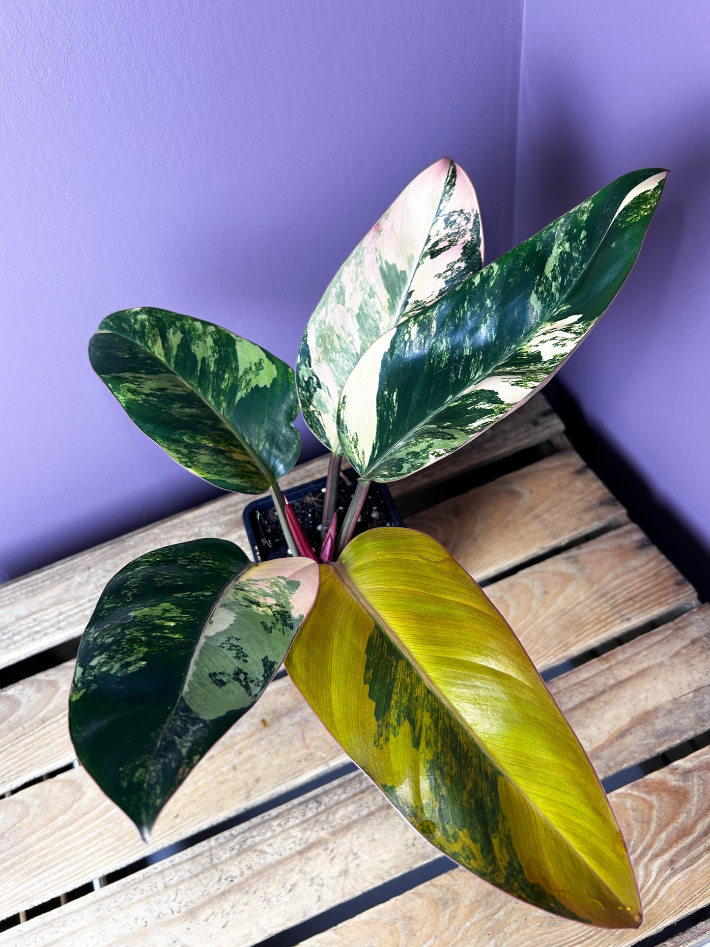 Philodendron Red Congo variegata