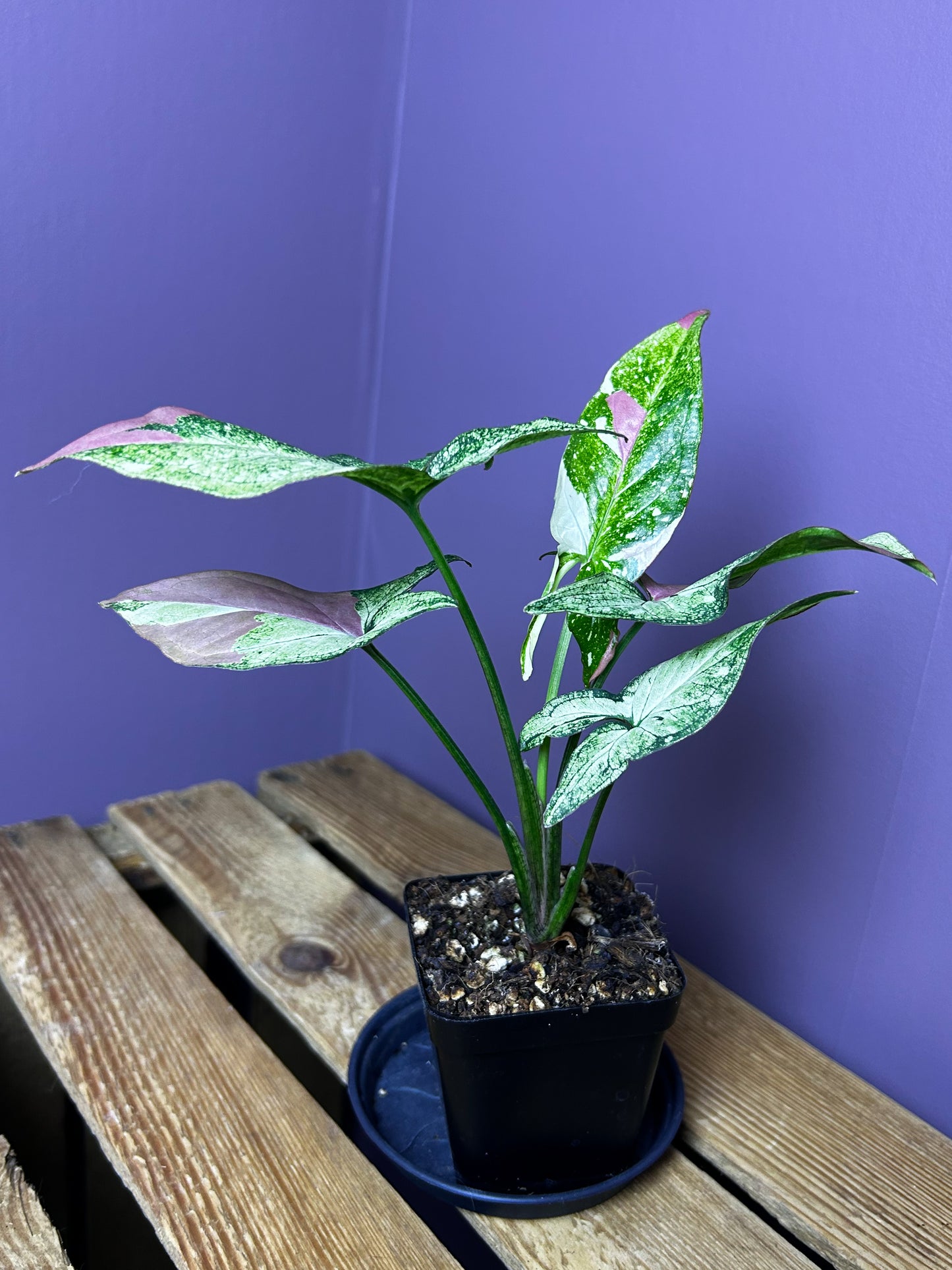 Syngonium Red Spot Tricolor mutation