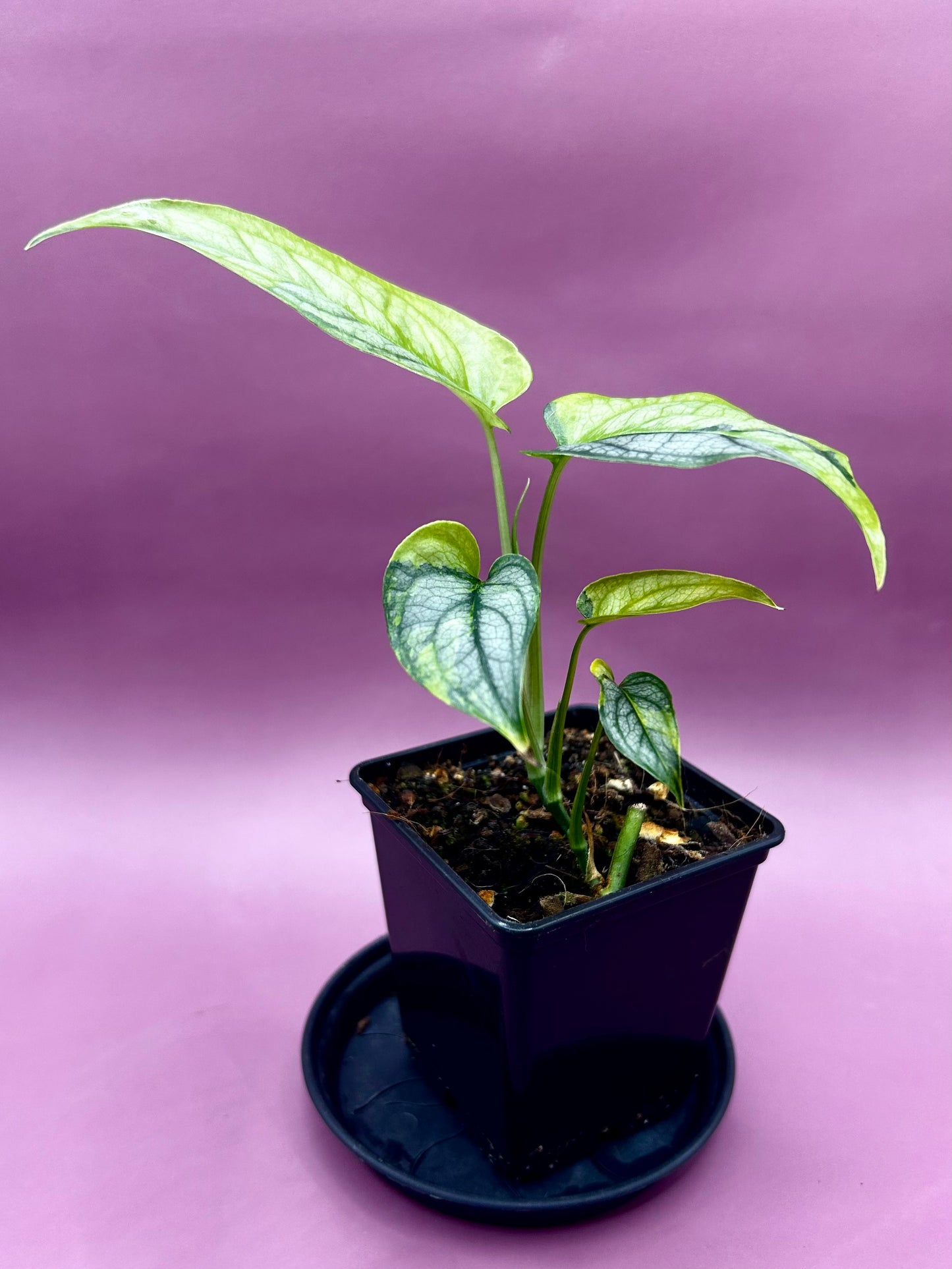 Monstera Siltepecana variegata (aurea) 1