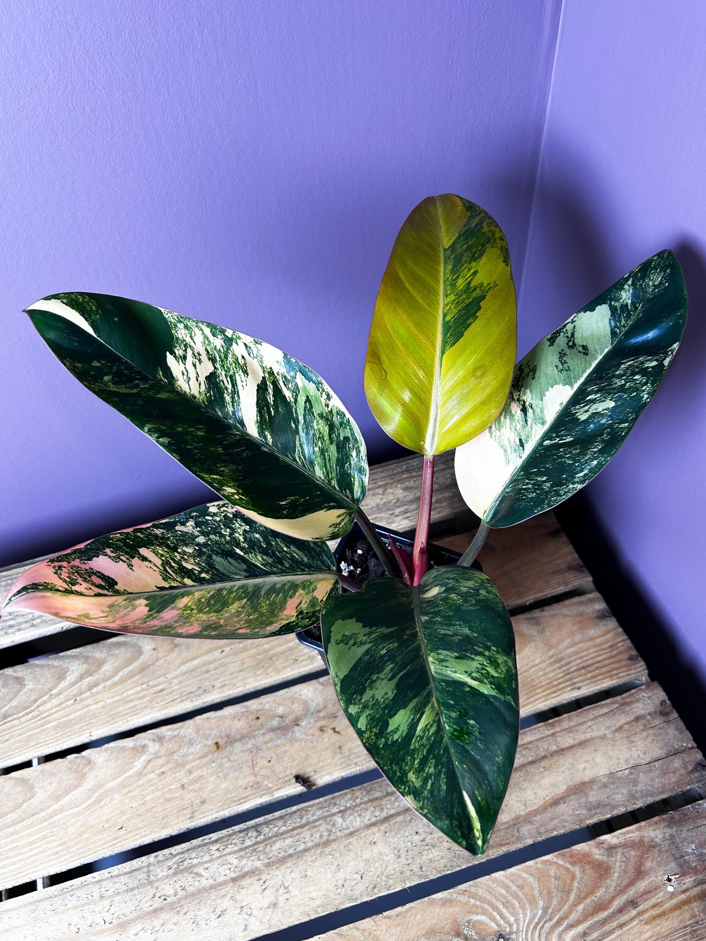 Philodendron Red Congo variegata