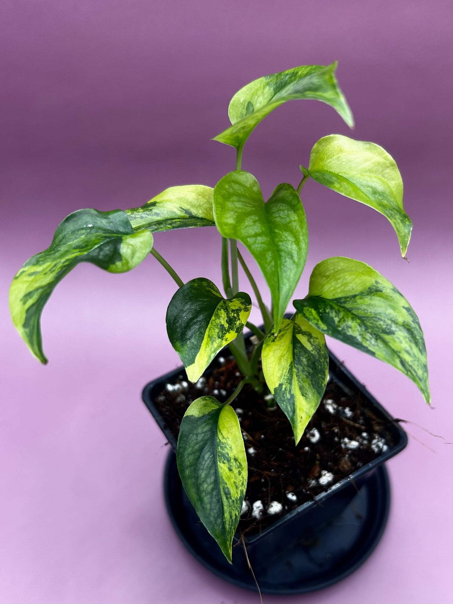 Monstera Siltepecana variegata (aurea) 3