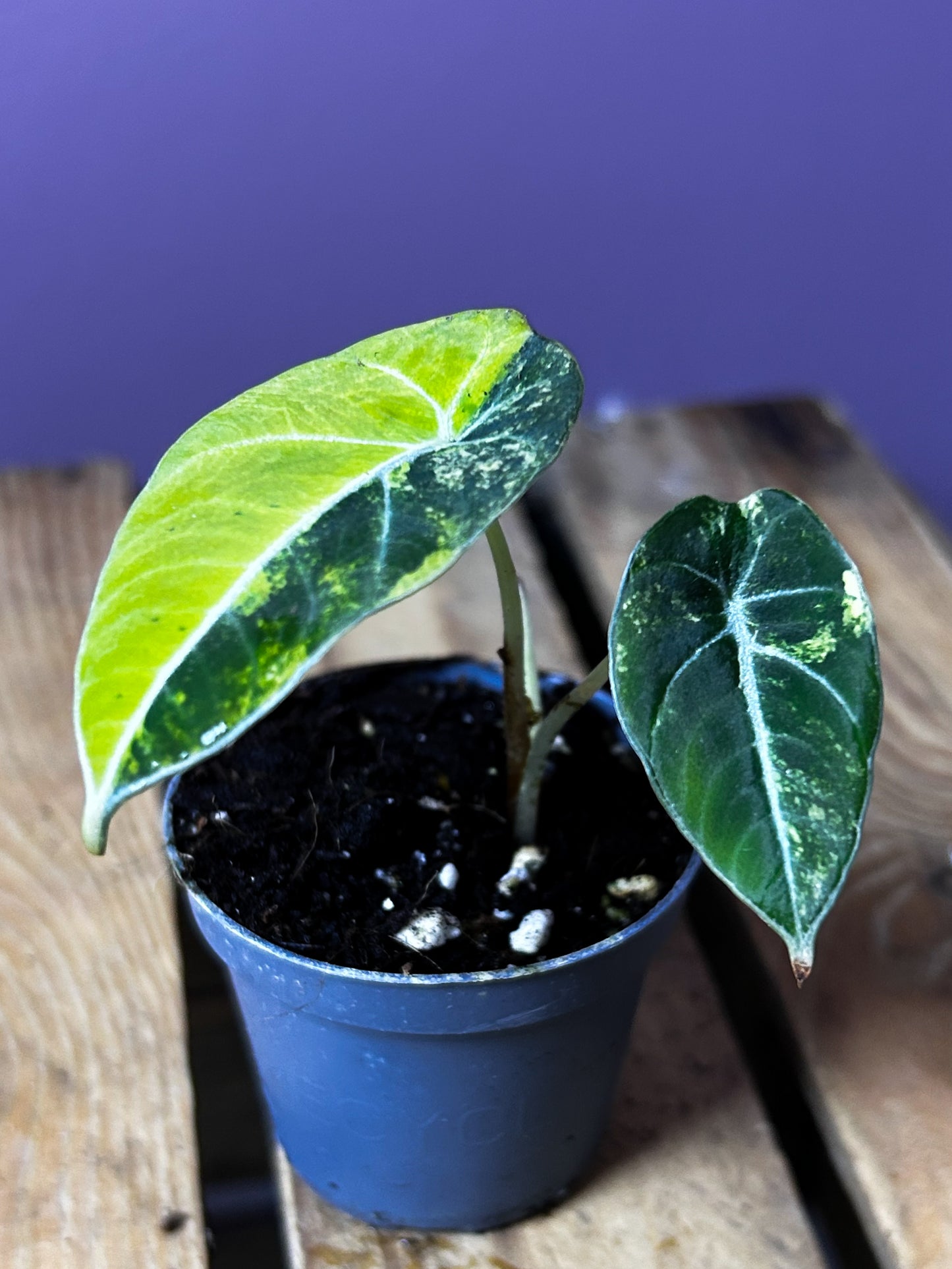 Alocasia Black Velvet Gold variegata