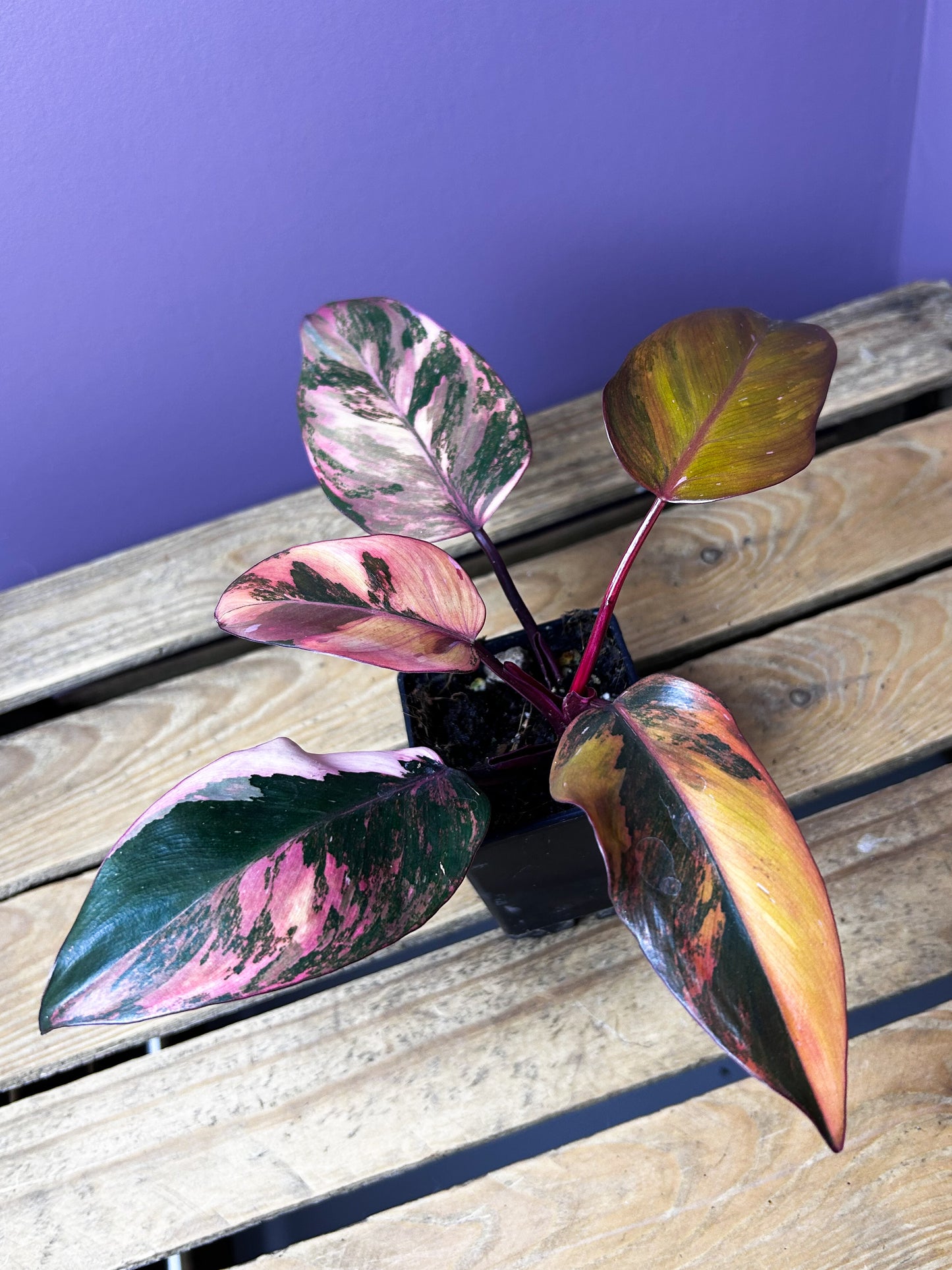 Philodendron Princess of Fire variegata 2