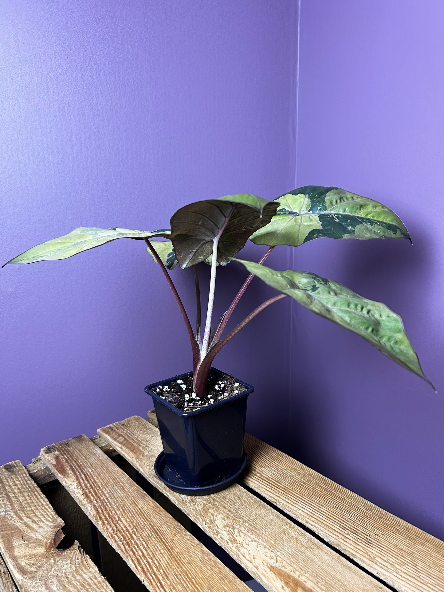 Alocasia Yucatan Princess variegata