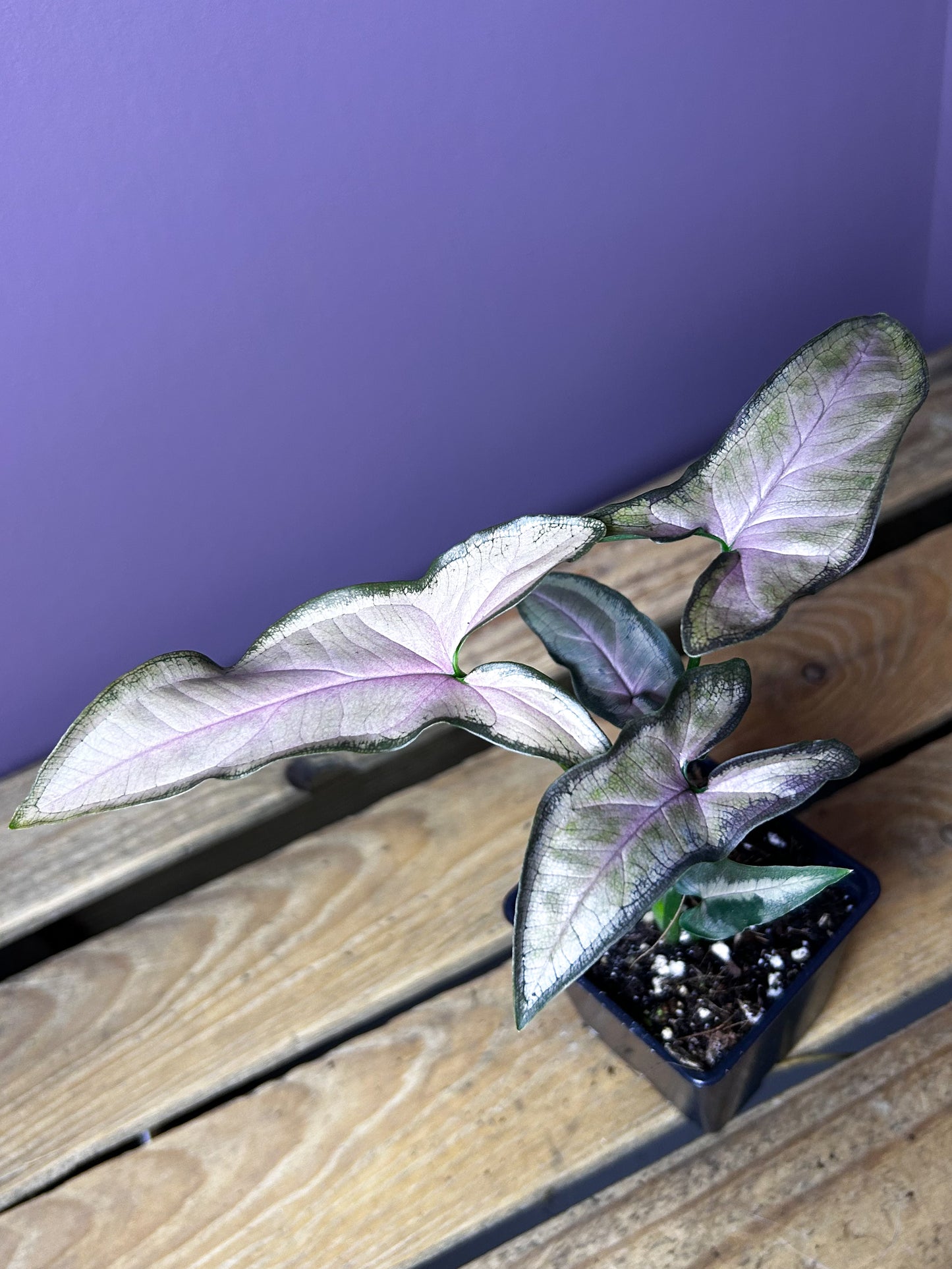 Syngonium Black Pink