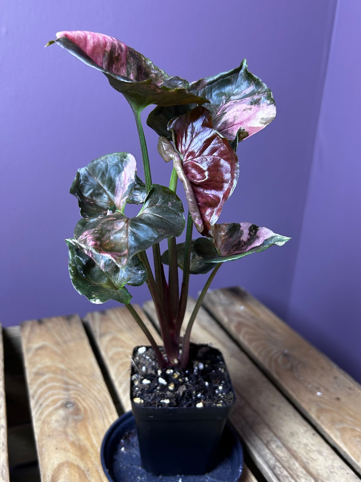 Syngonium Strawberry Ice Galaxy 4