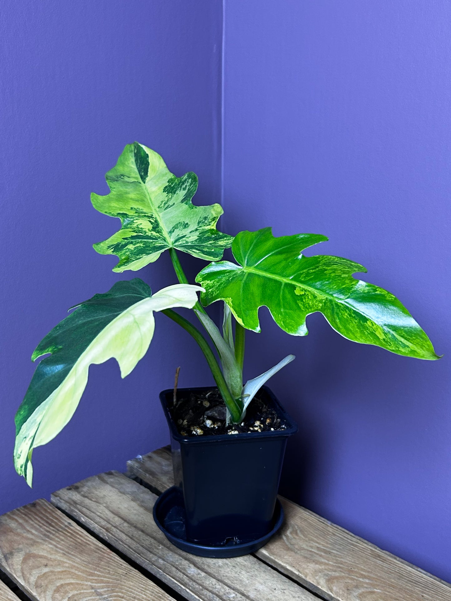 Philodendron Radiatum variegata