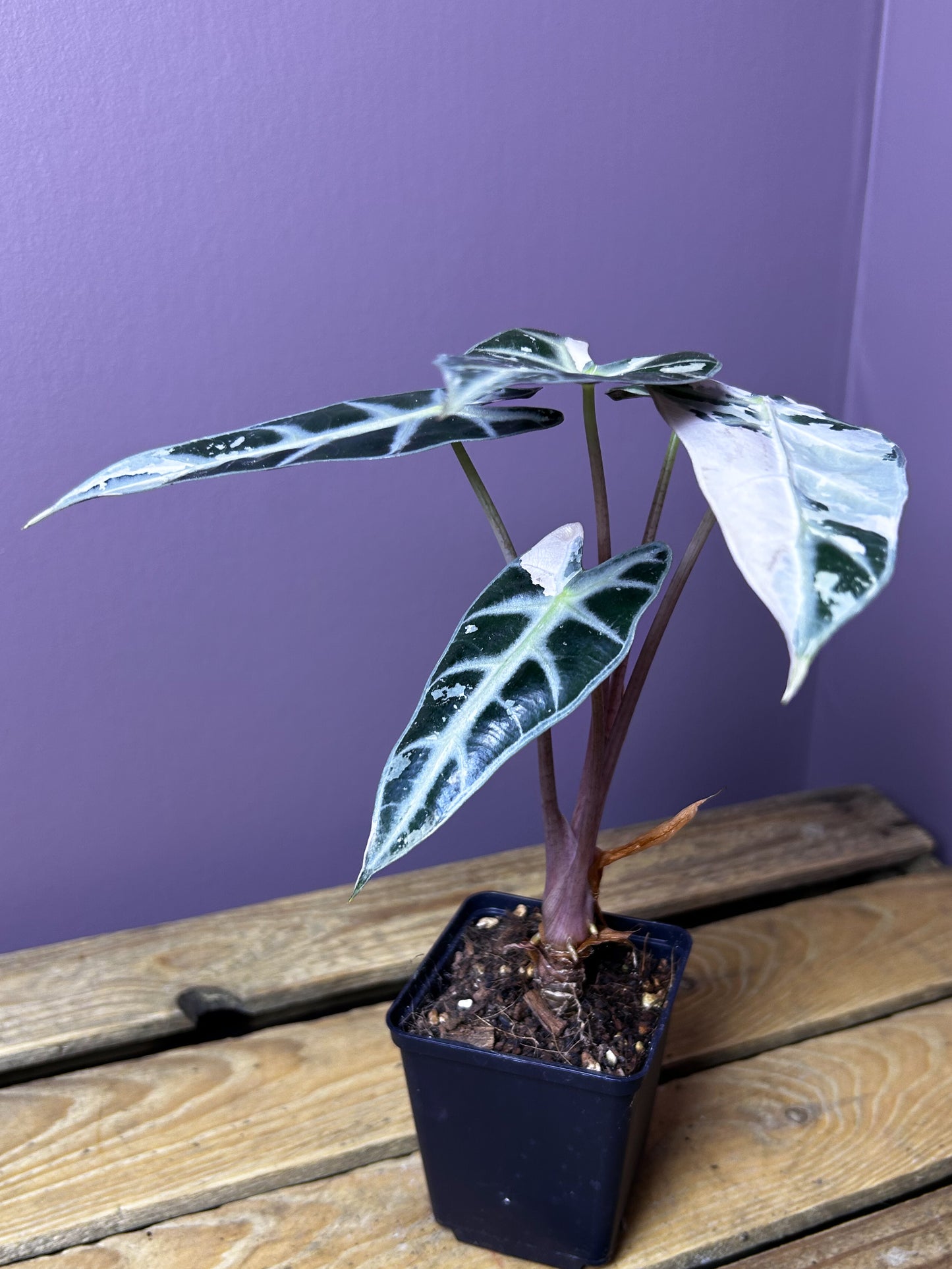 Alocasia Bambino variegata (pink)