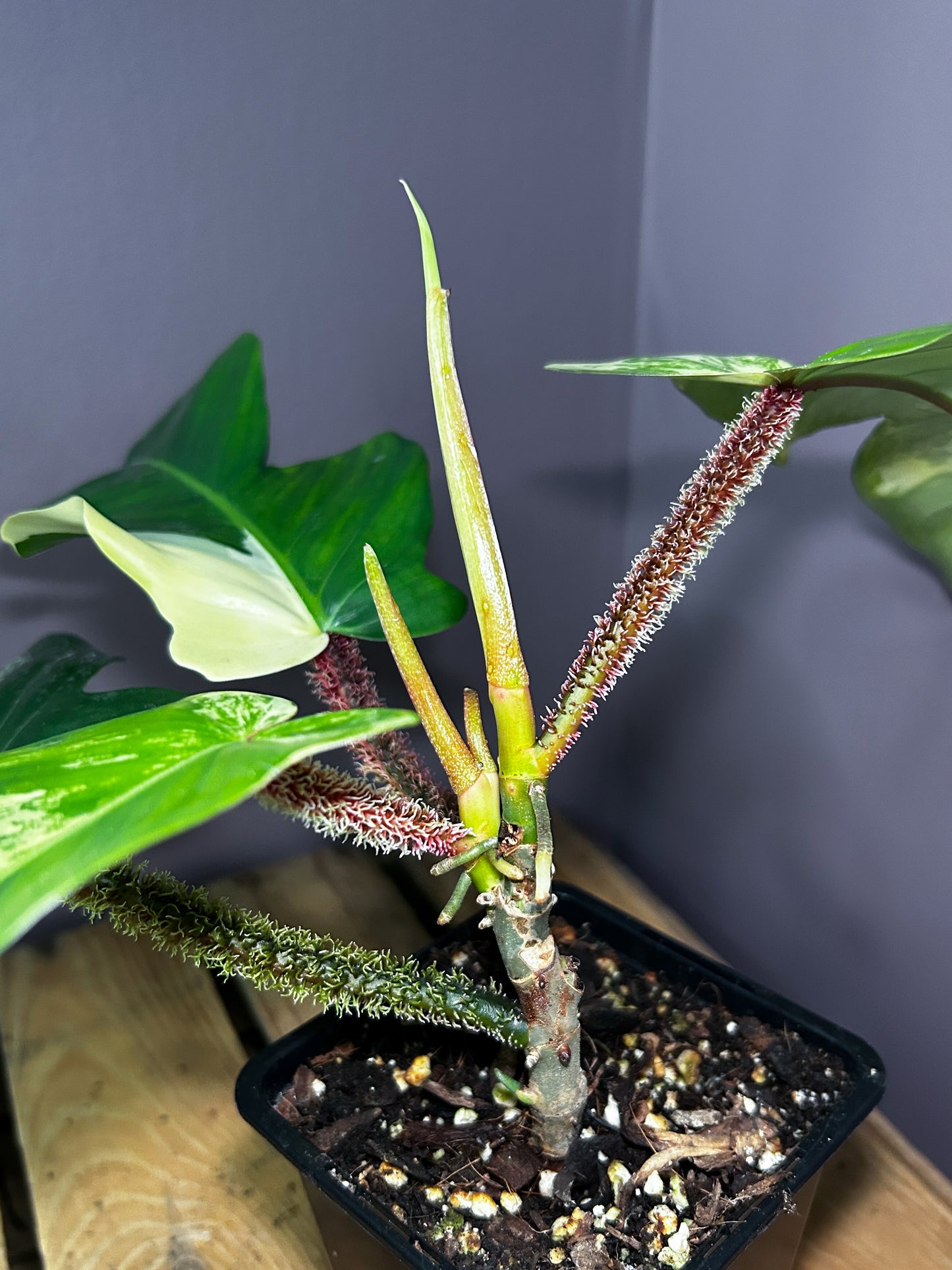 Philodendron Squamiferum variegata