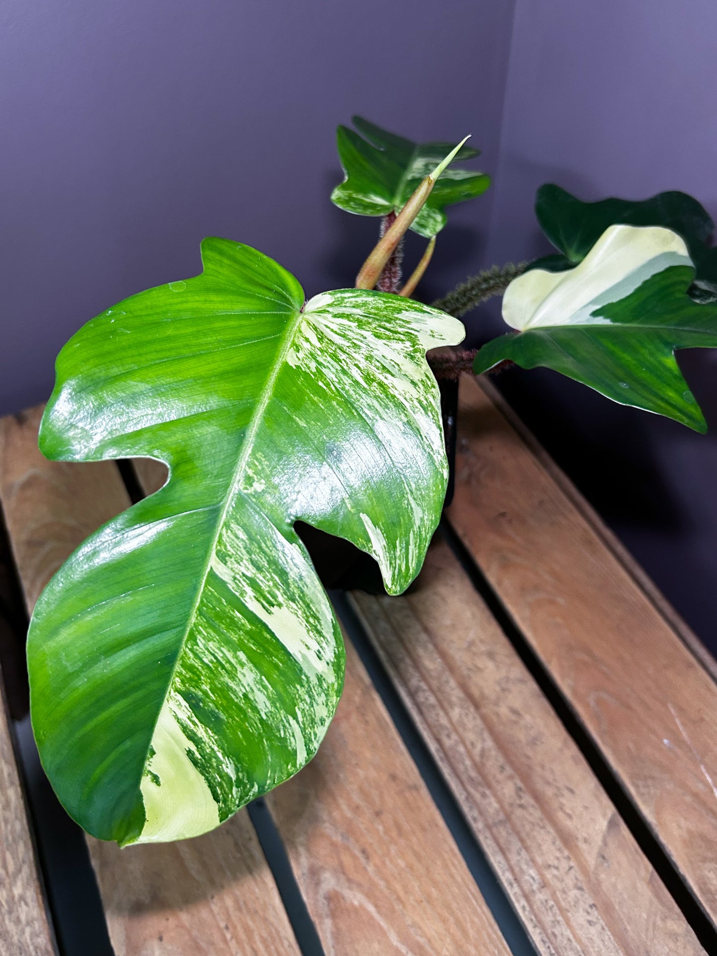 Philodendron Squamiferum variegata