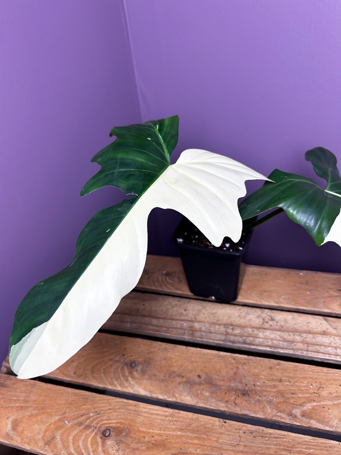 Philodendron Golden Dragon albo variegata
