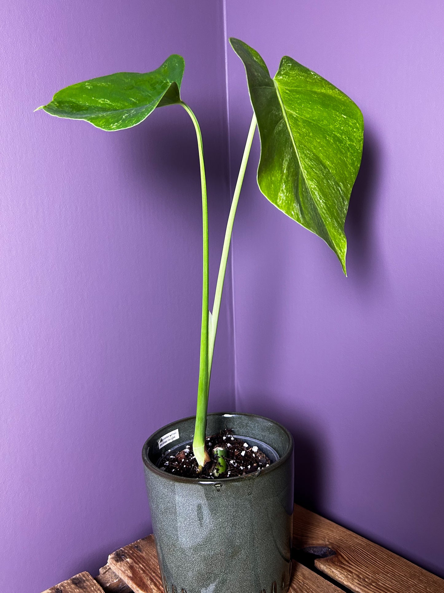 Monstera Deliciosa Silver Sands