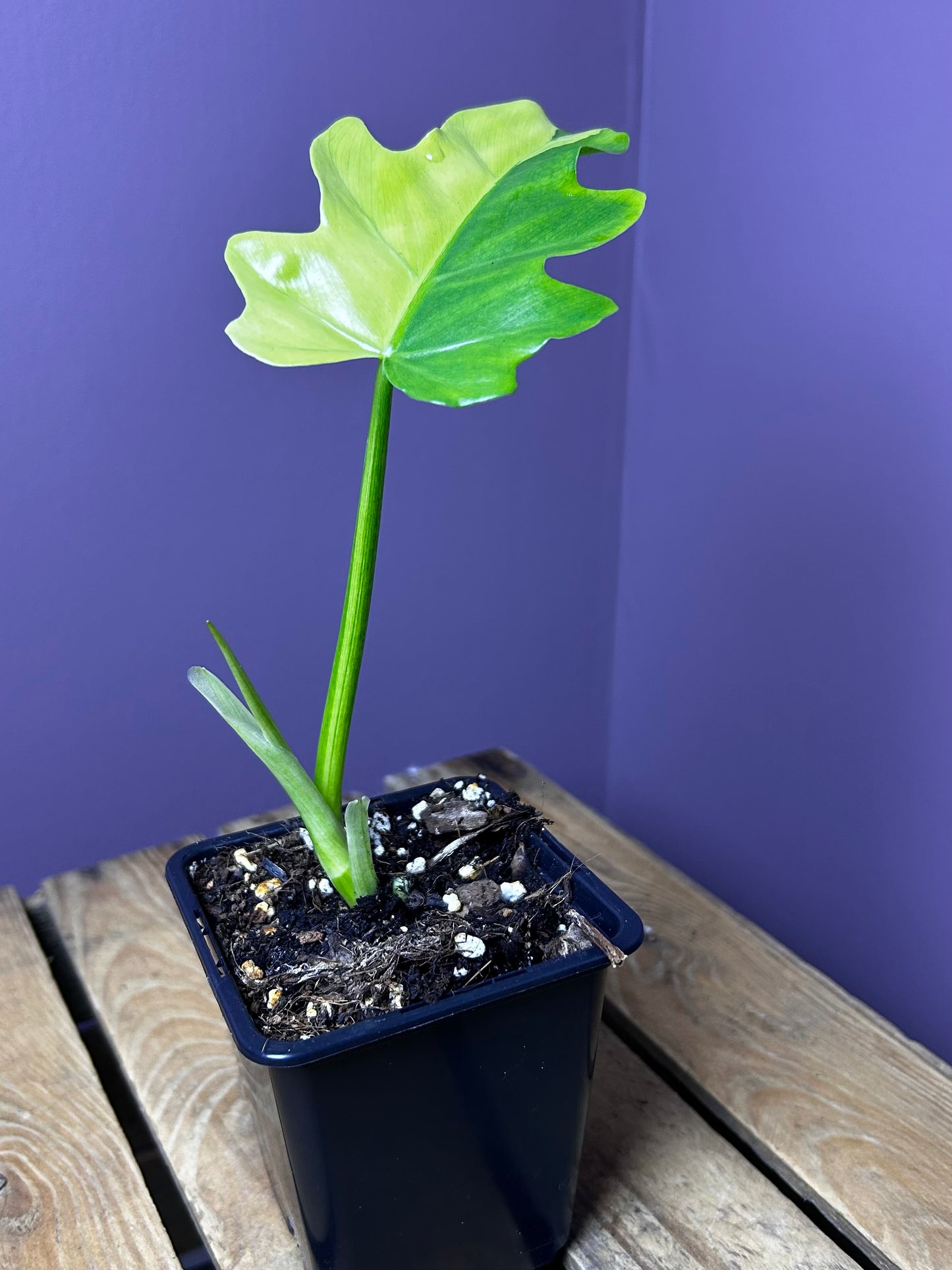 Philodendron Radiatum variegata