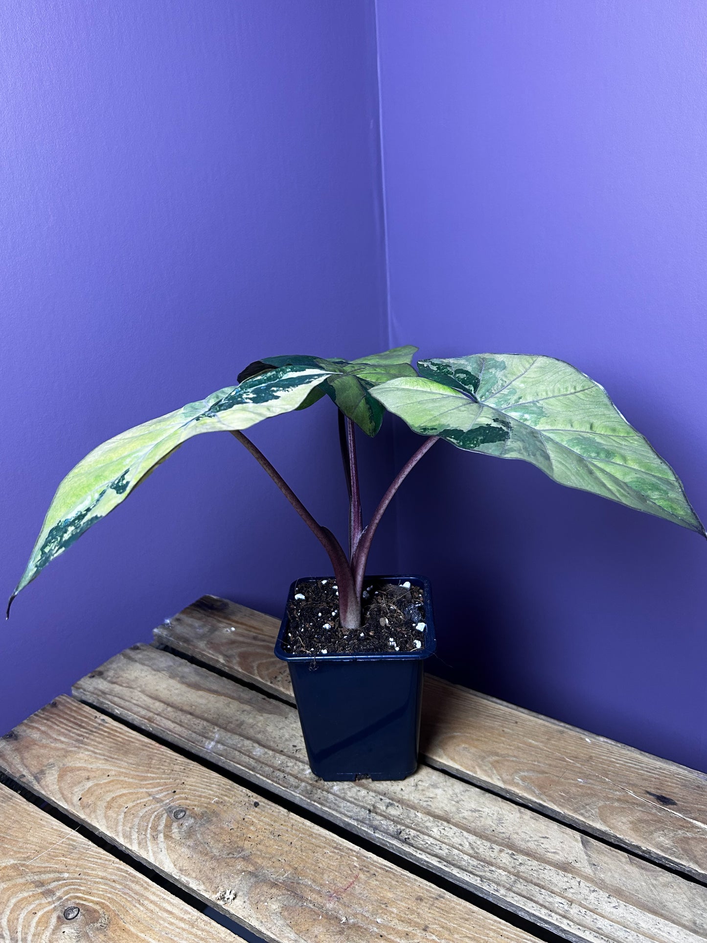 Alocasia Yucatan Princess variegata