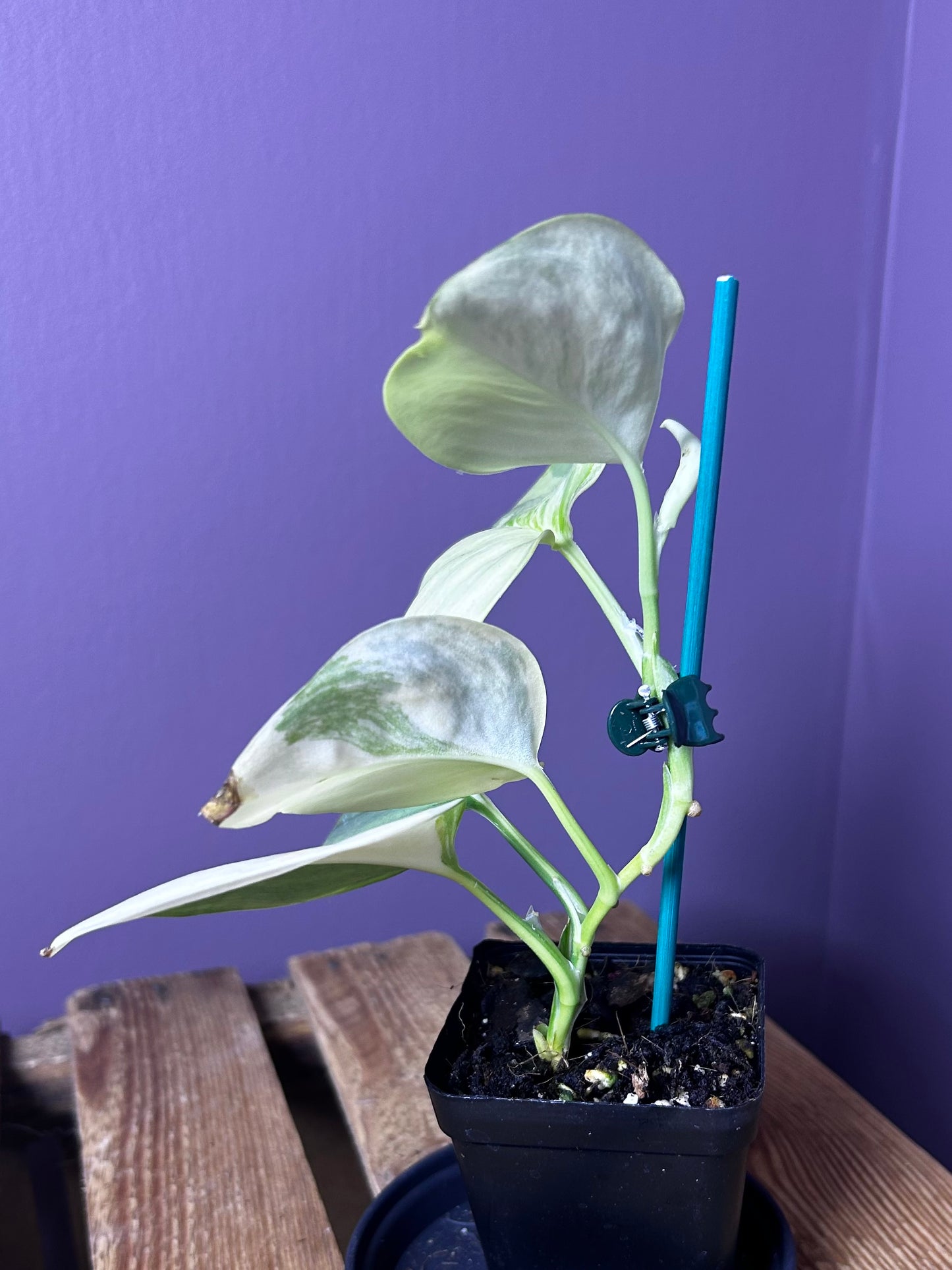 Scindapsus Rubicon 1