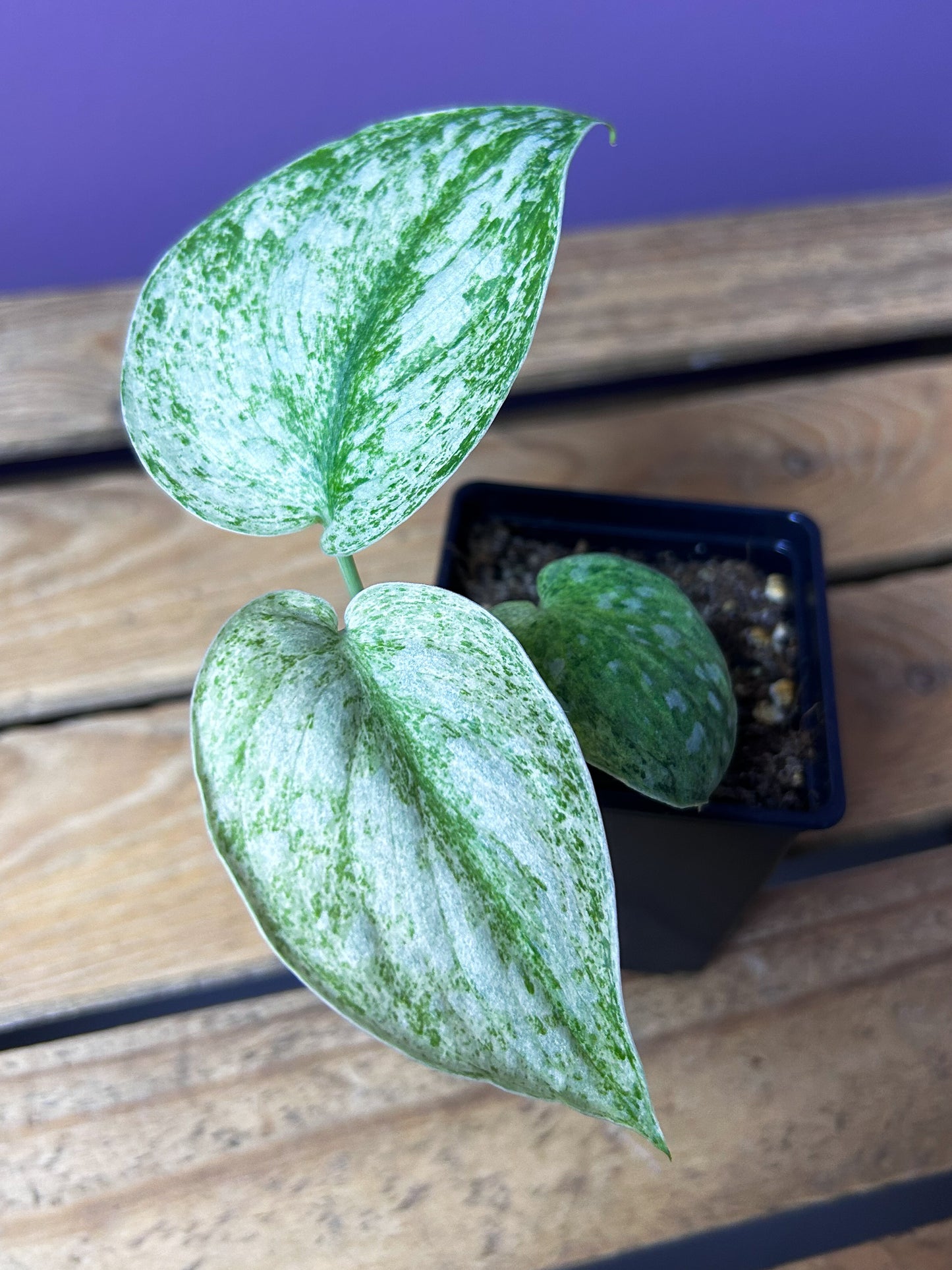 Scindapsus Hologram 2