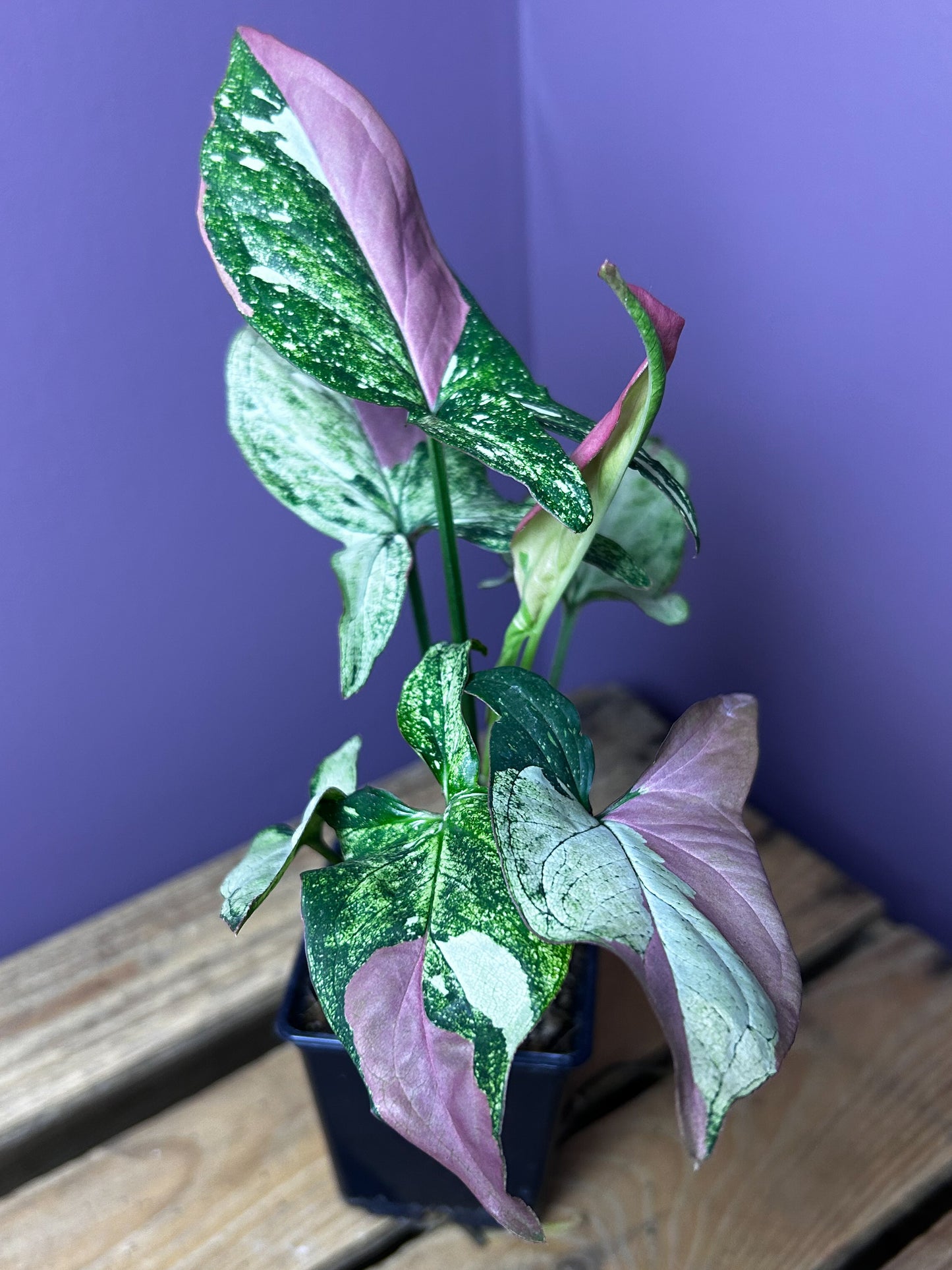 Syngonium Red Spot Tricolor mutation 3