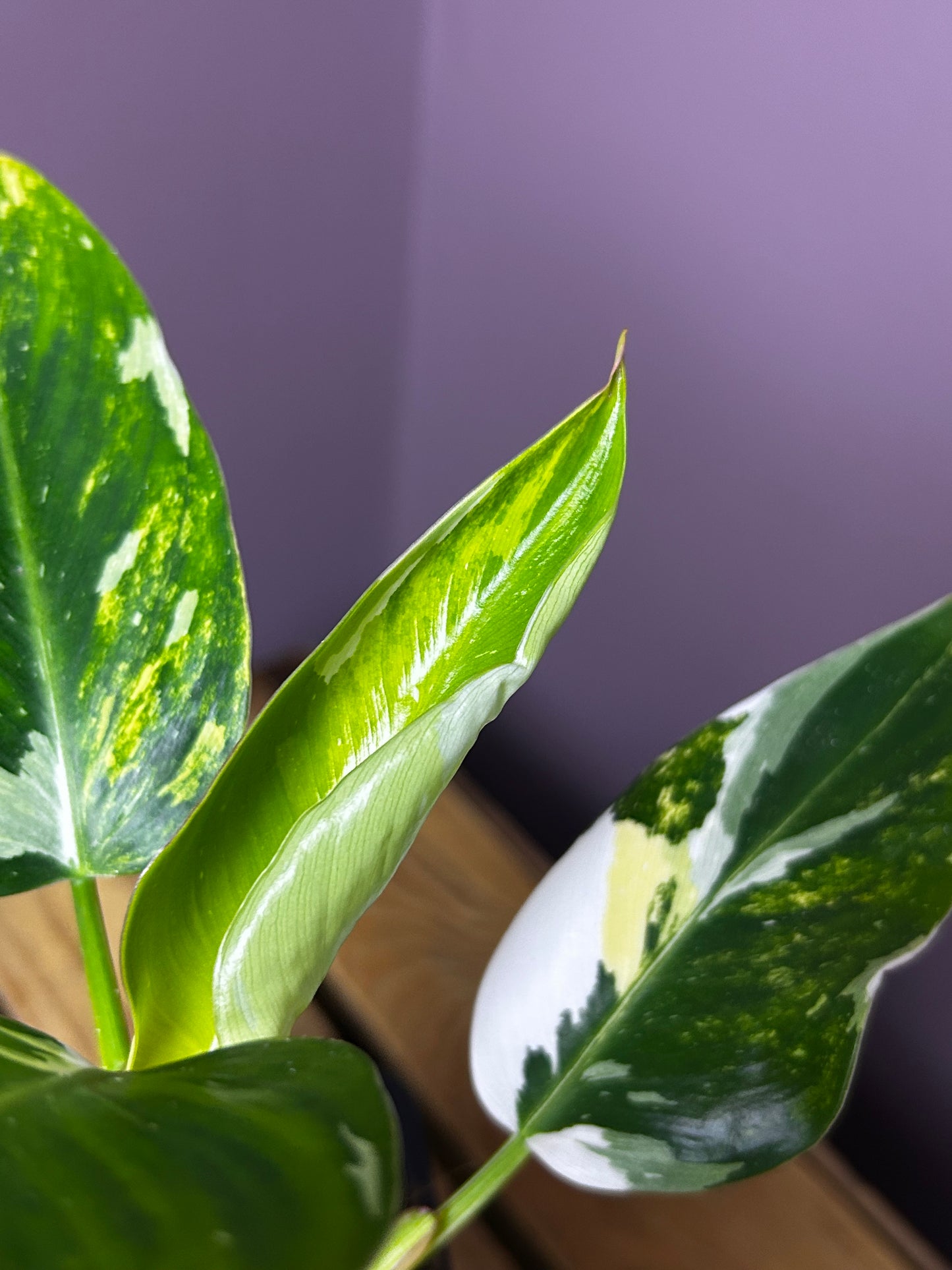 Philodendron White Princess Miracle/Tricolor variegata