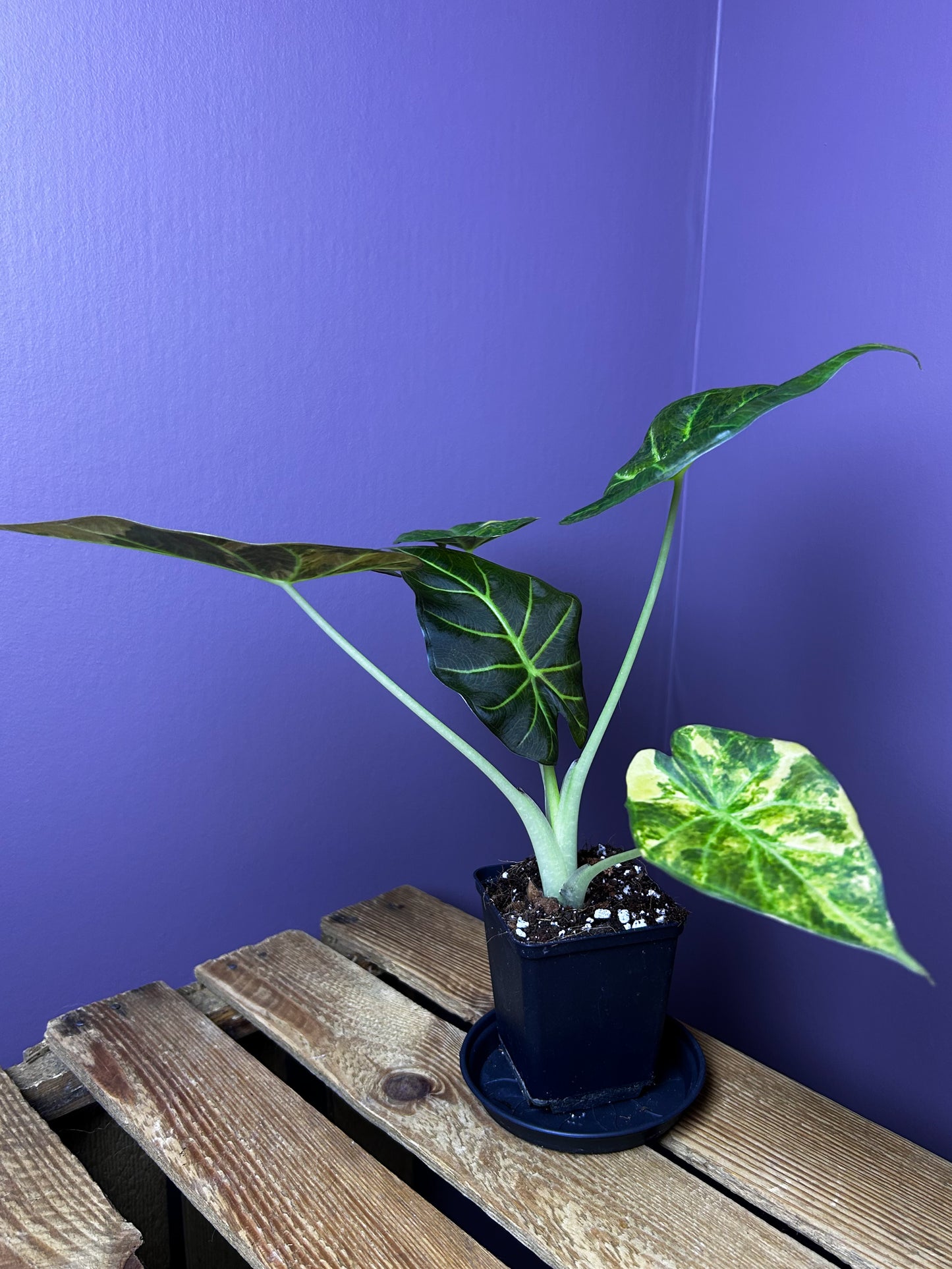 Alocasia Regal Shields aurea variegata