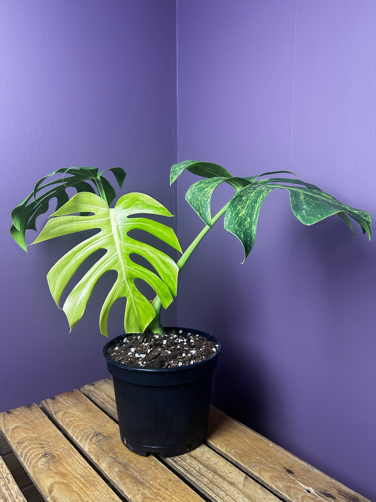 Monstera Jungle Mint