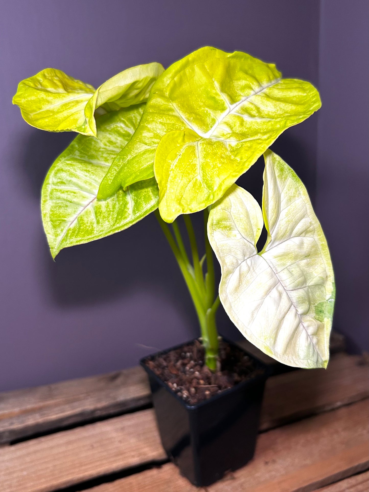 Syngonium Lime Soda 2