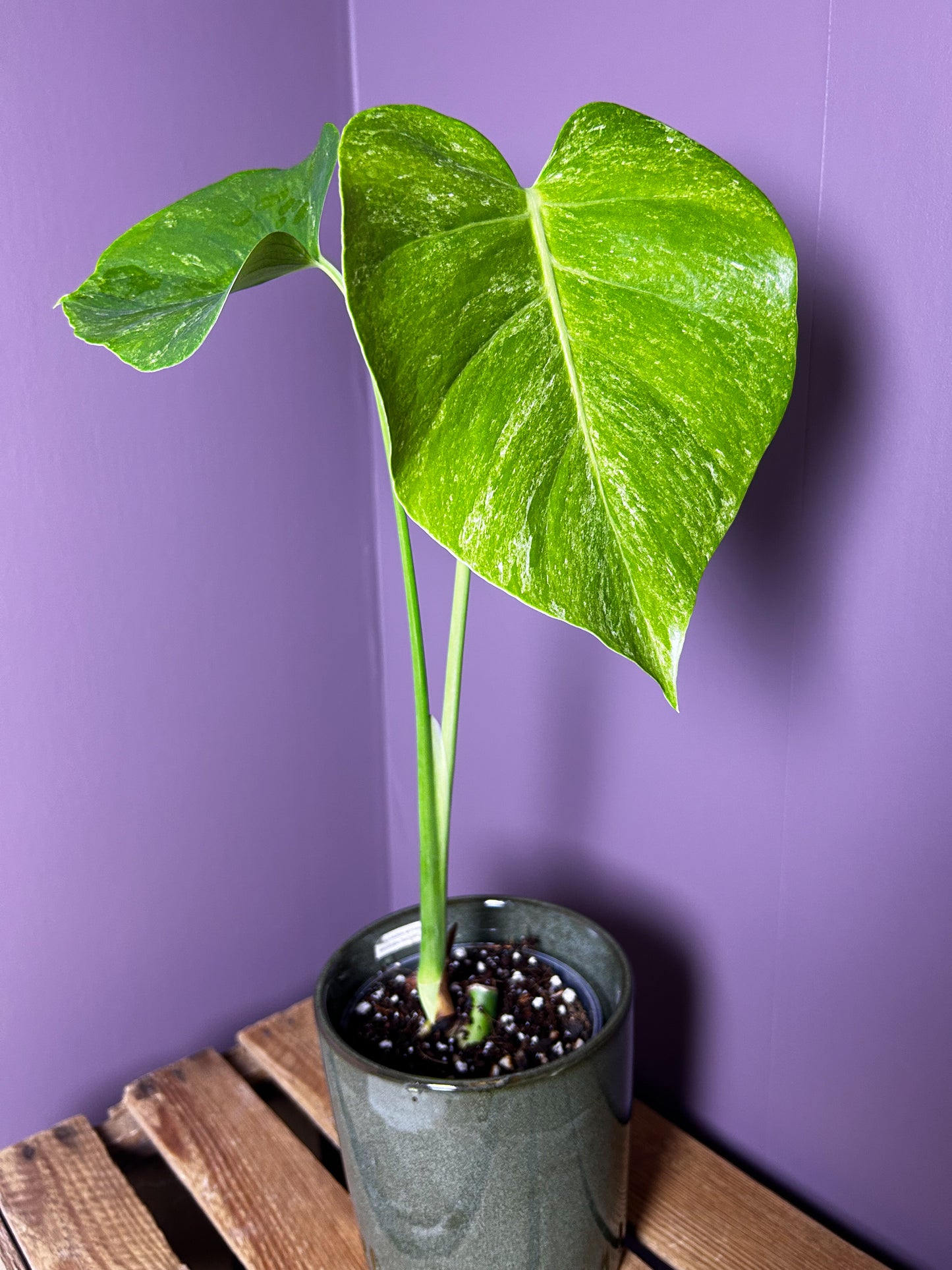 Monstera Deliciosa Silver Sands
