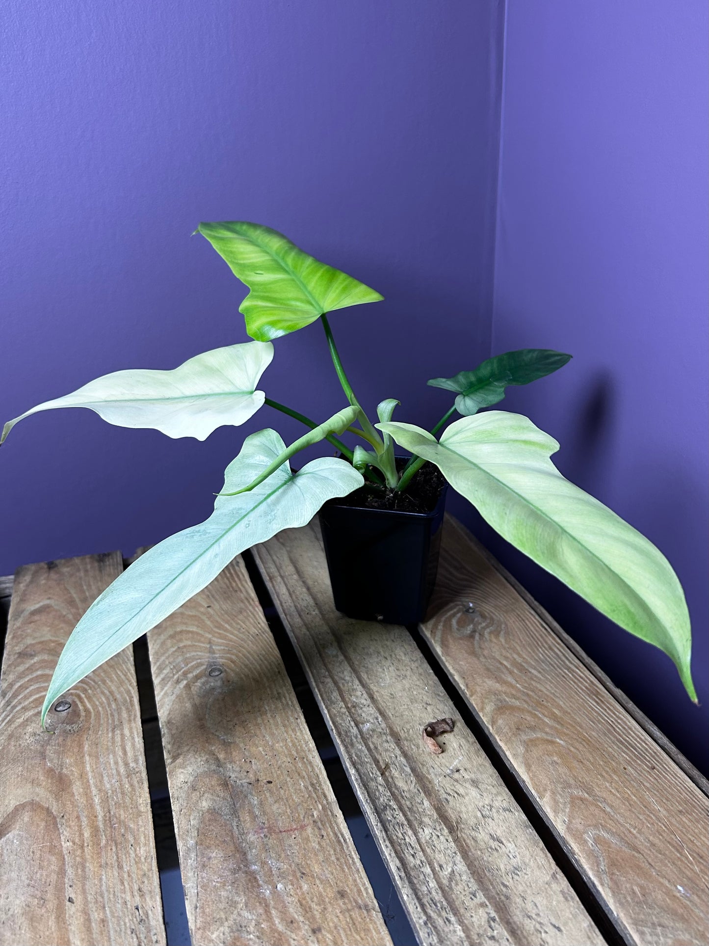Philodendron Golden Dragon mint variegata