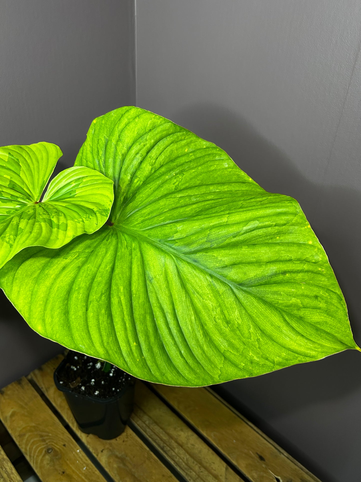 Philodendron Plowmanii variegata