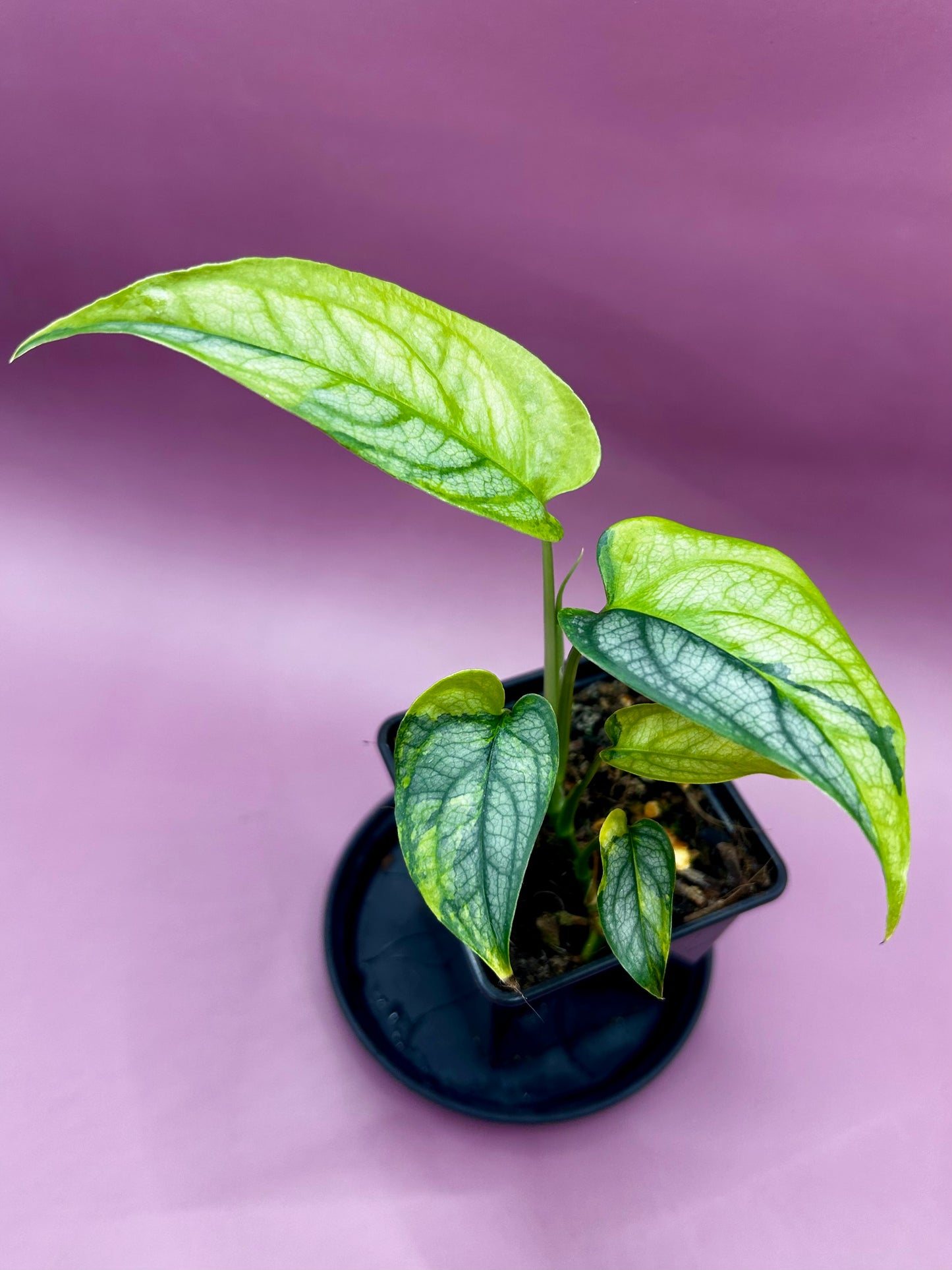 Monstera Siltepecana variegata (aurea) 1