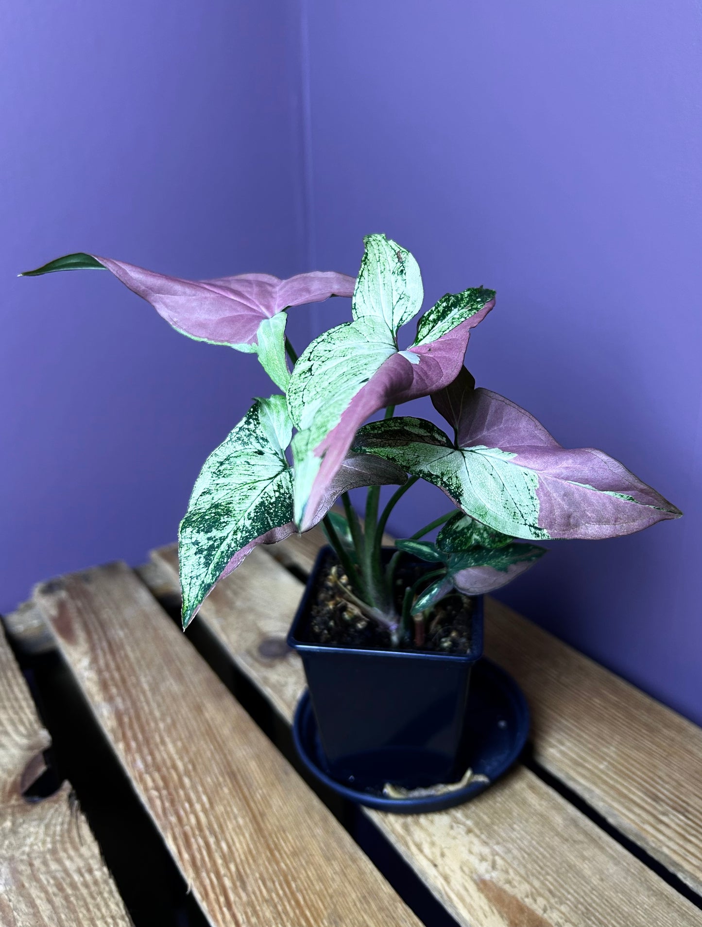 Syngonium Red Spot Tricolor mutation