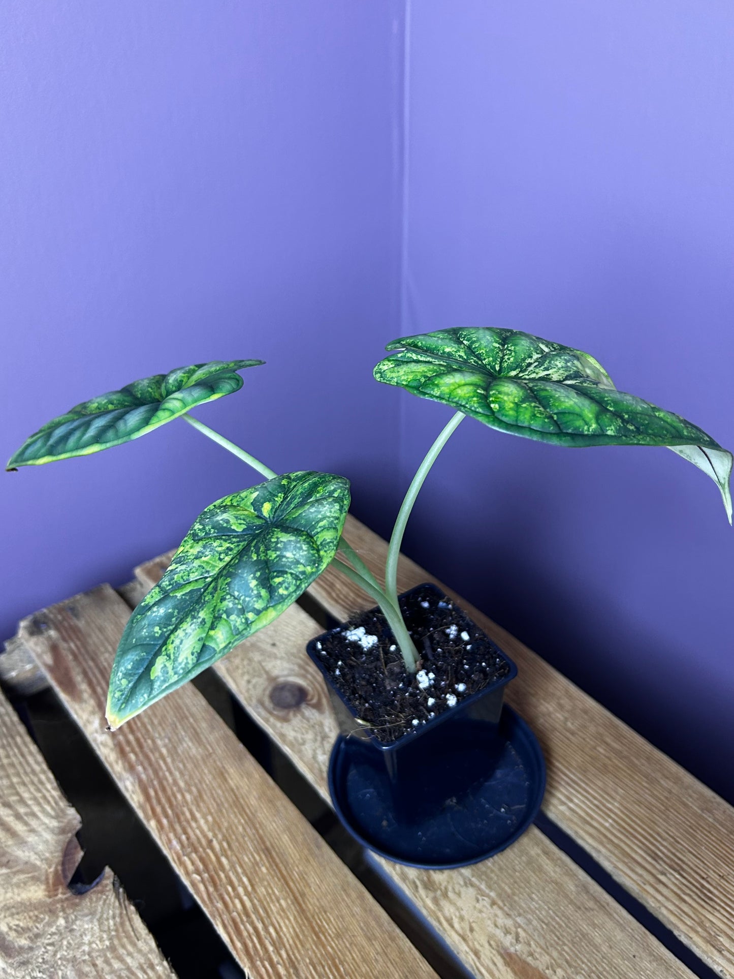 Alocasia Dragonscale variegata