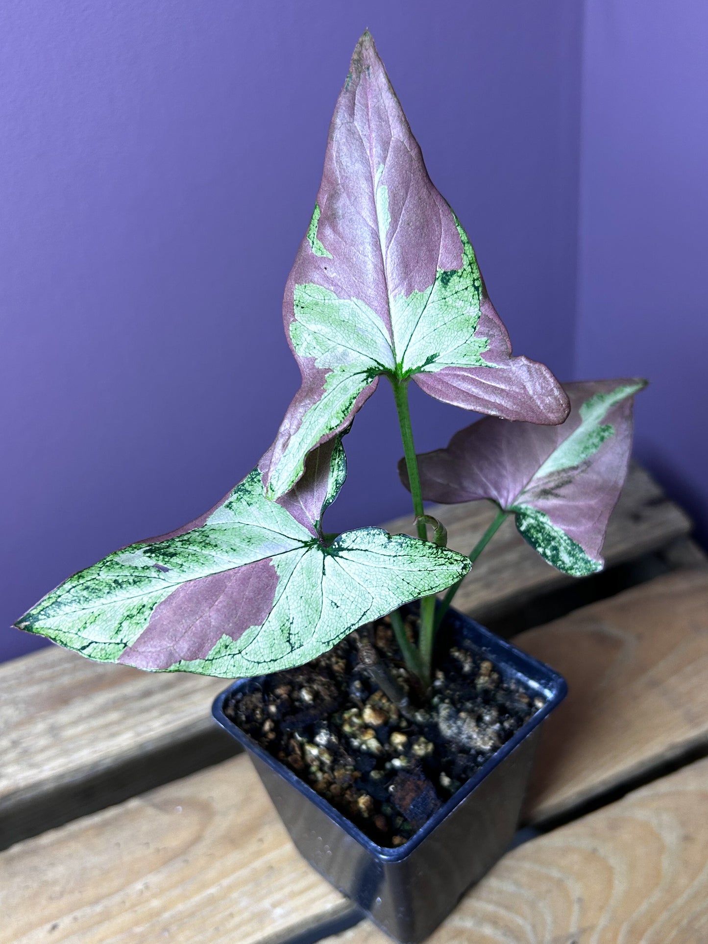 Syngonium Red Spot Tricolor mutation 2