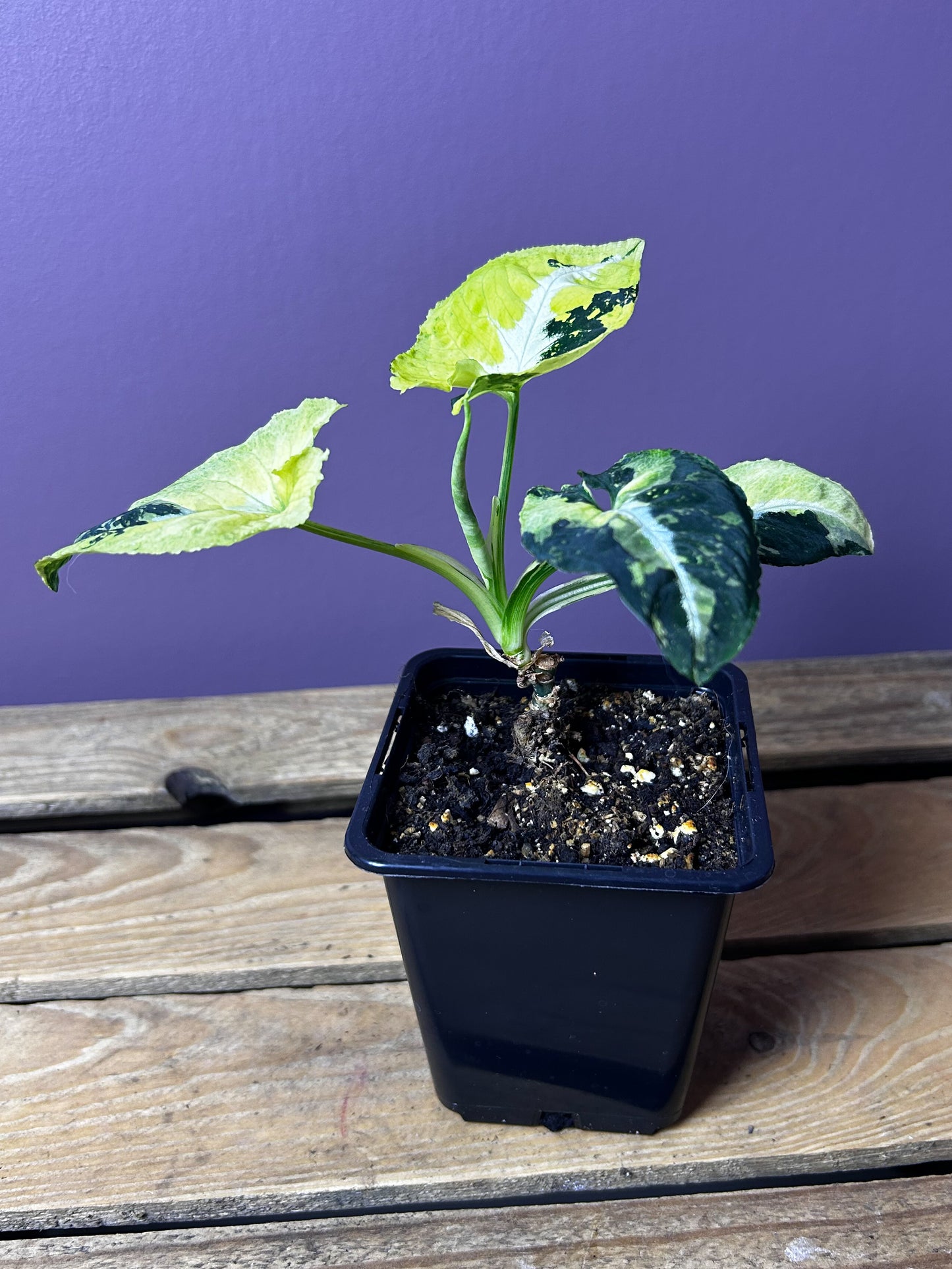 Syngonium Scrambled Eggs 2