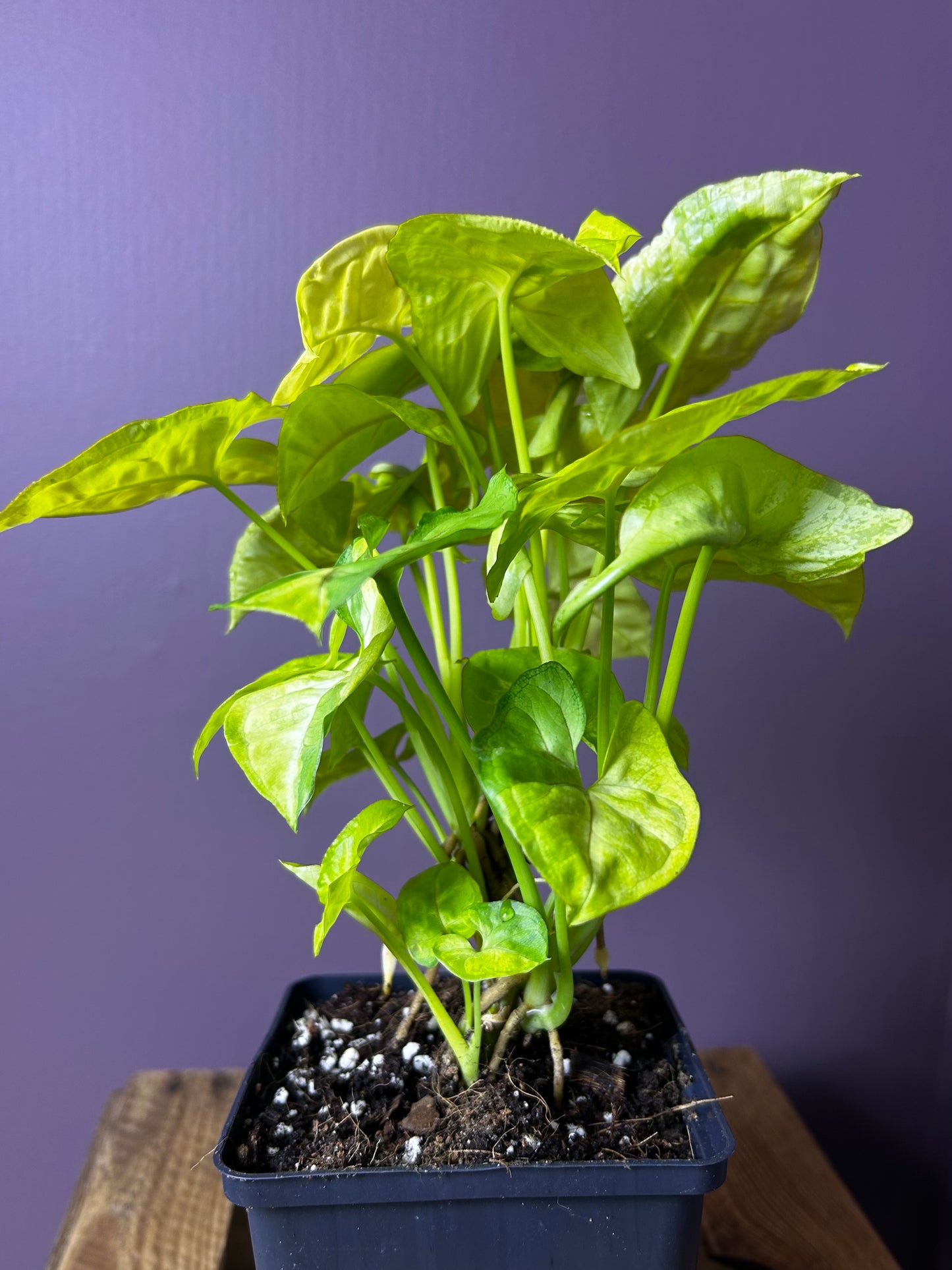 Syngonium Lime Soda - XL