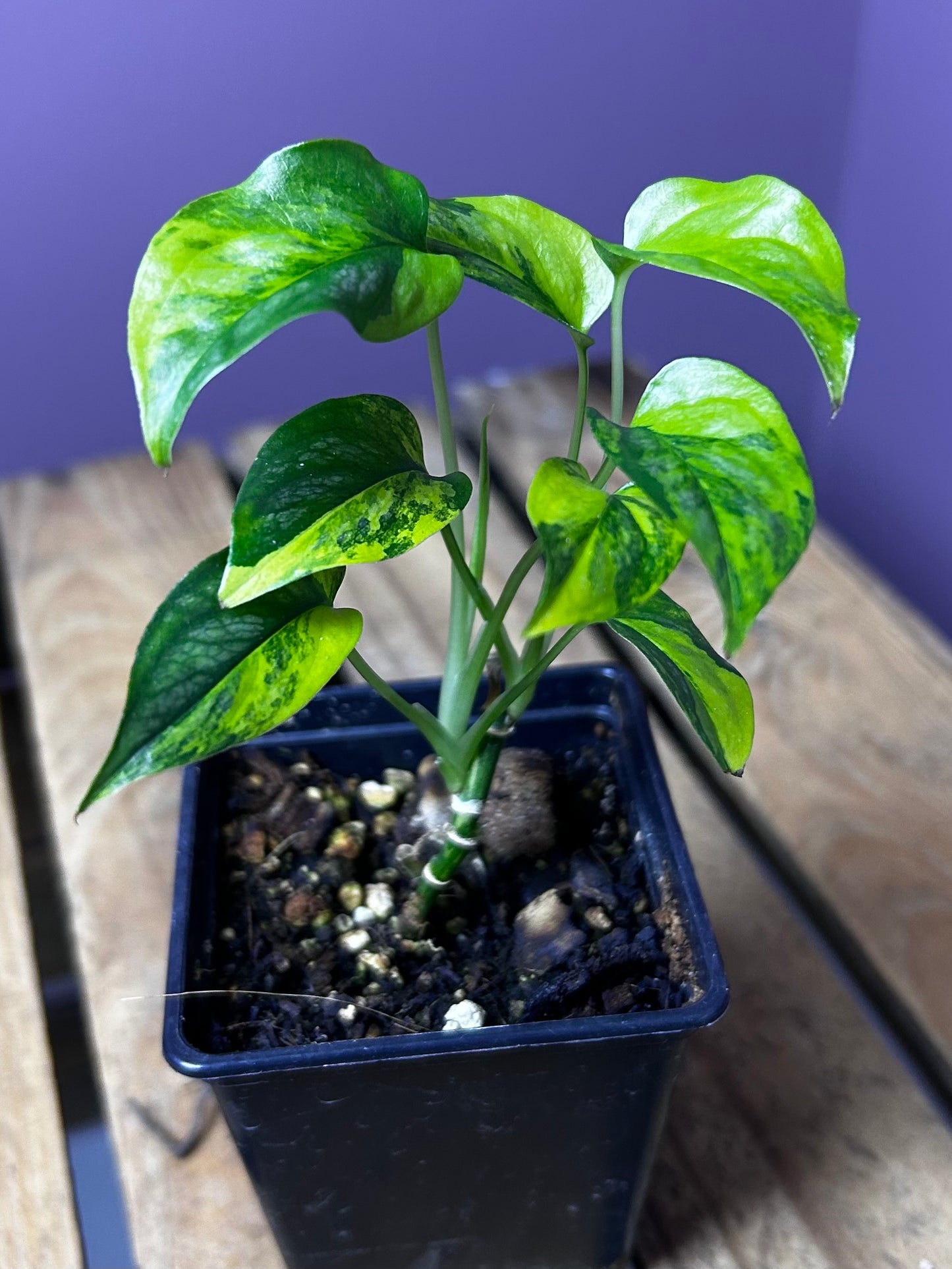 Monstera Siltepecana variegata (aurea)
