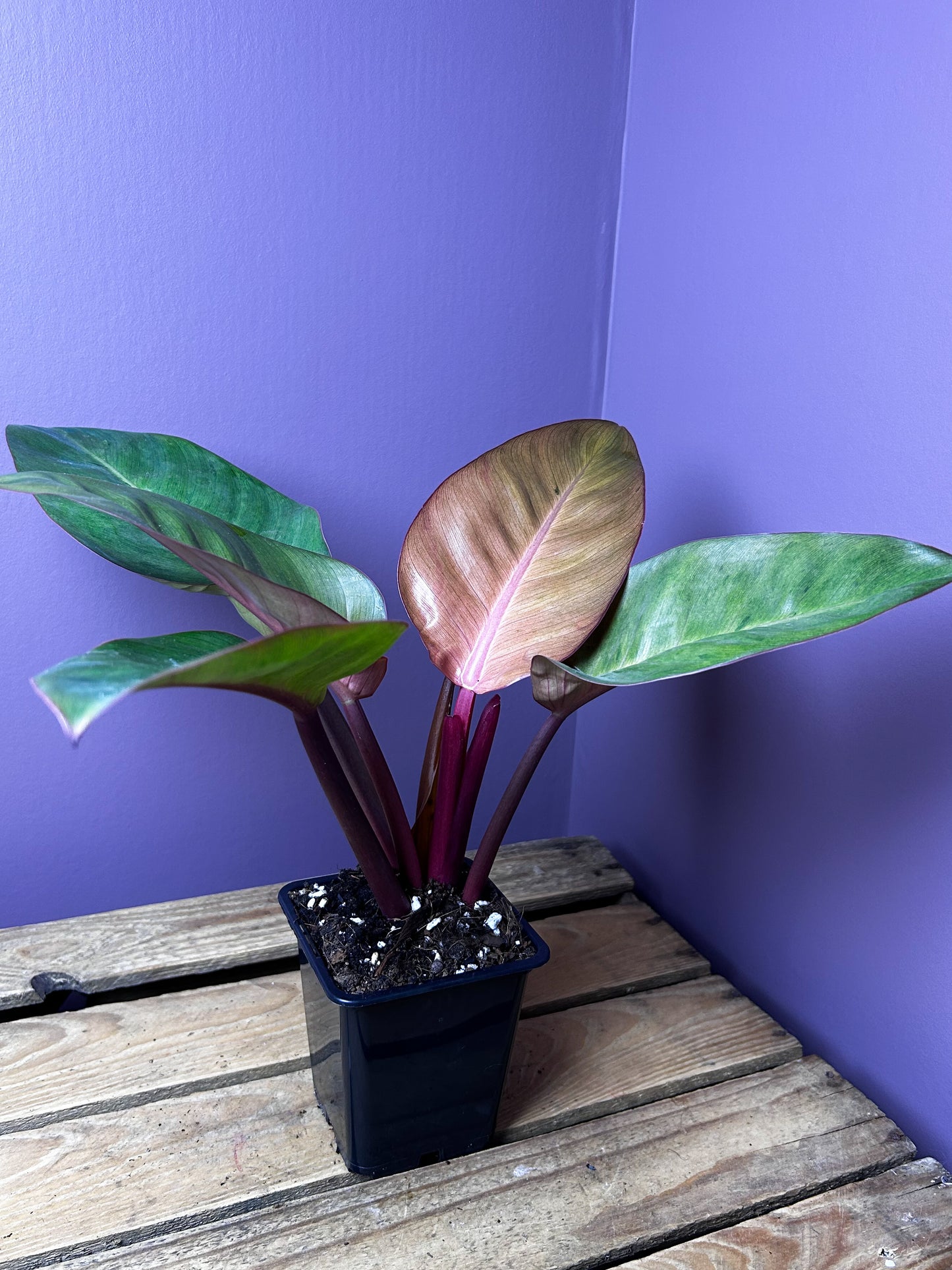 Philodendron Red Congo mint variegata 2 - XL