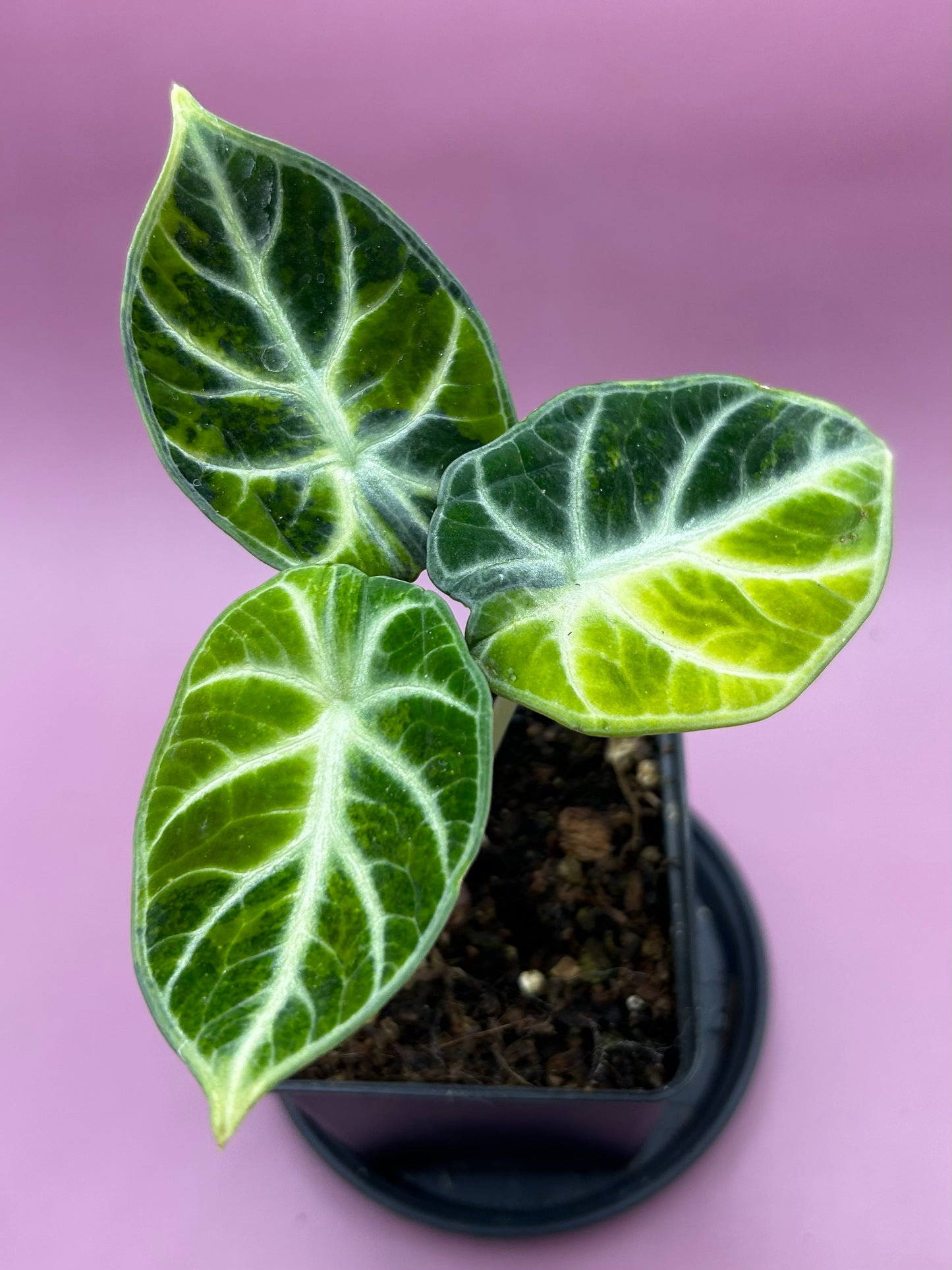 Alocasia Ninja variegata (green/aurea) 1