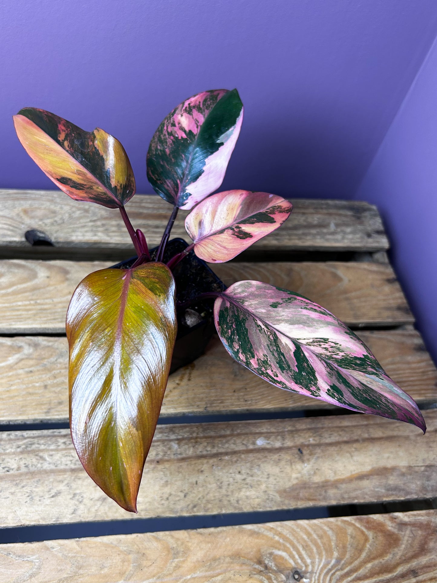 Philodendron Princess of Fire variegata 2