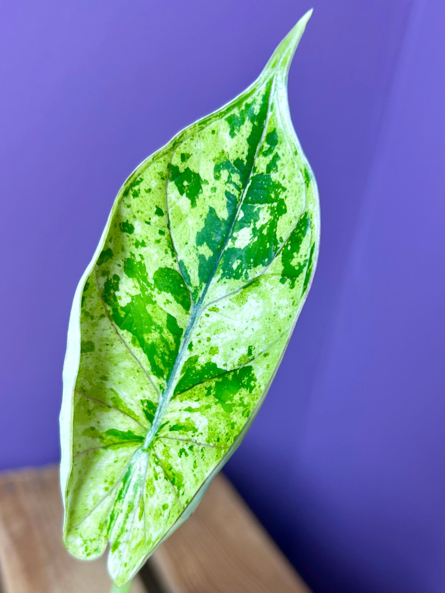 Alocasia Dragonscale Mint variegata