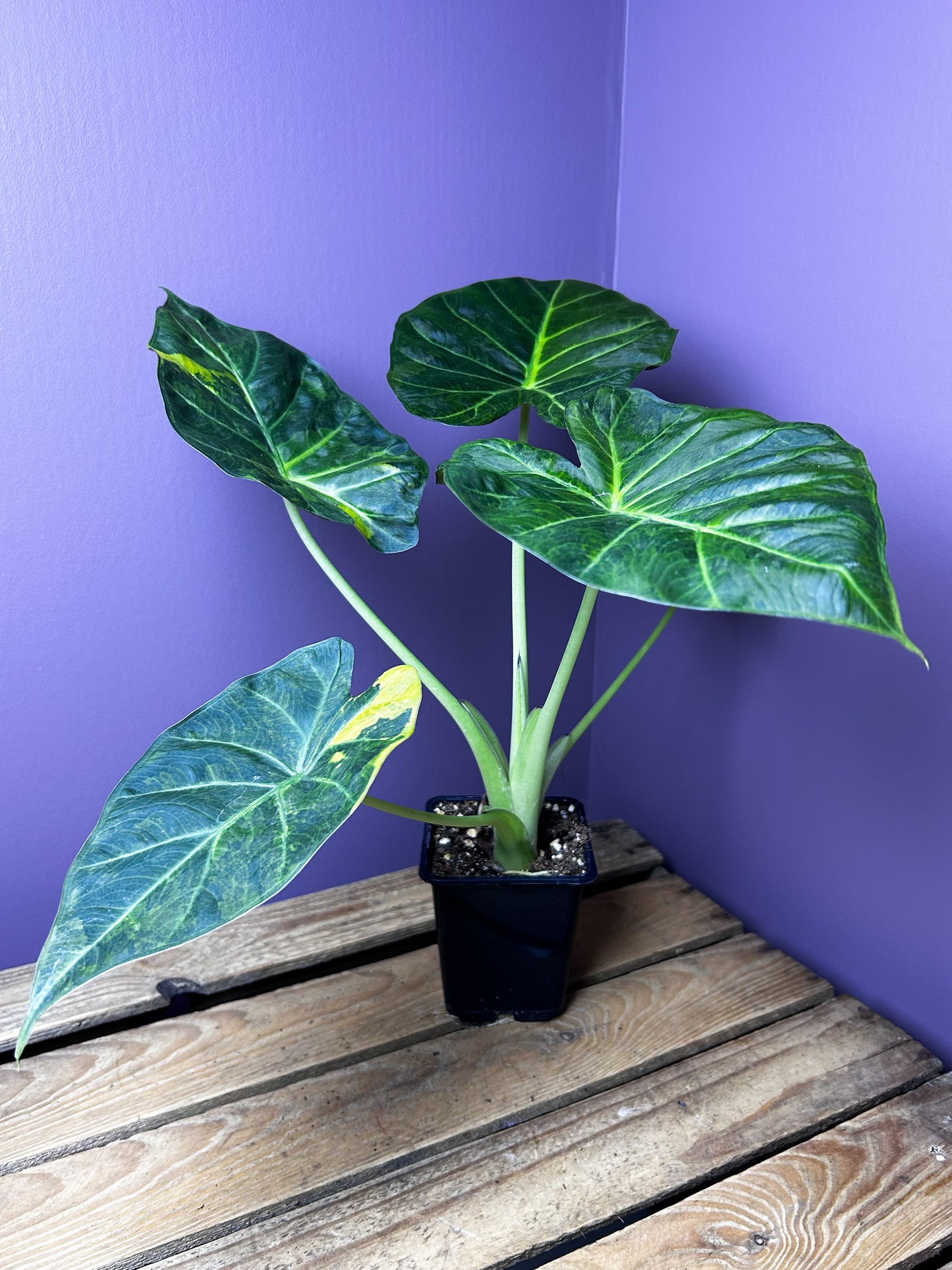 Alocasia Regal Shields aurea variegata - L