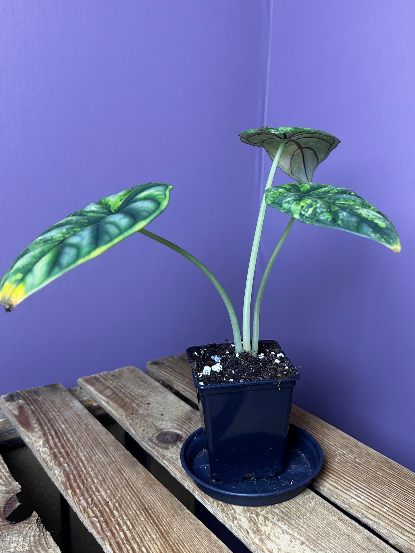 Alocasia Dragonscale variegata