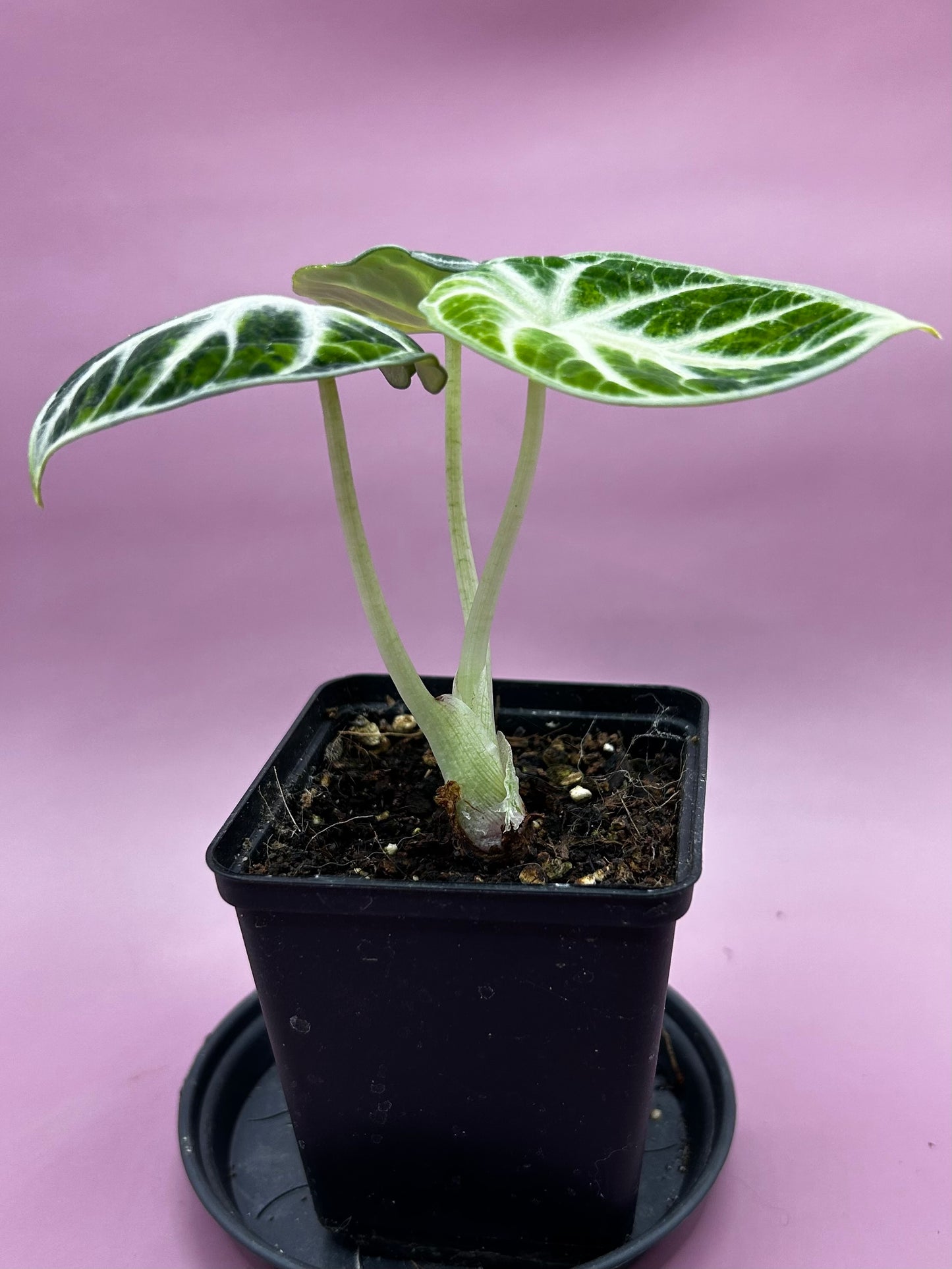 Alocasia Ninja variegata (green/aurea) 1
