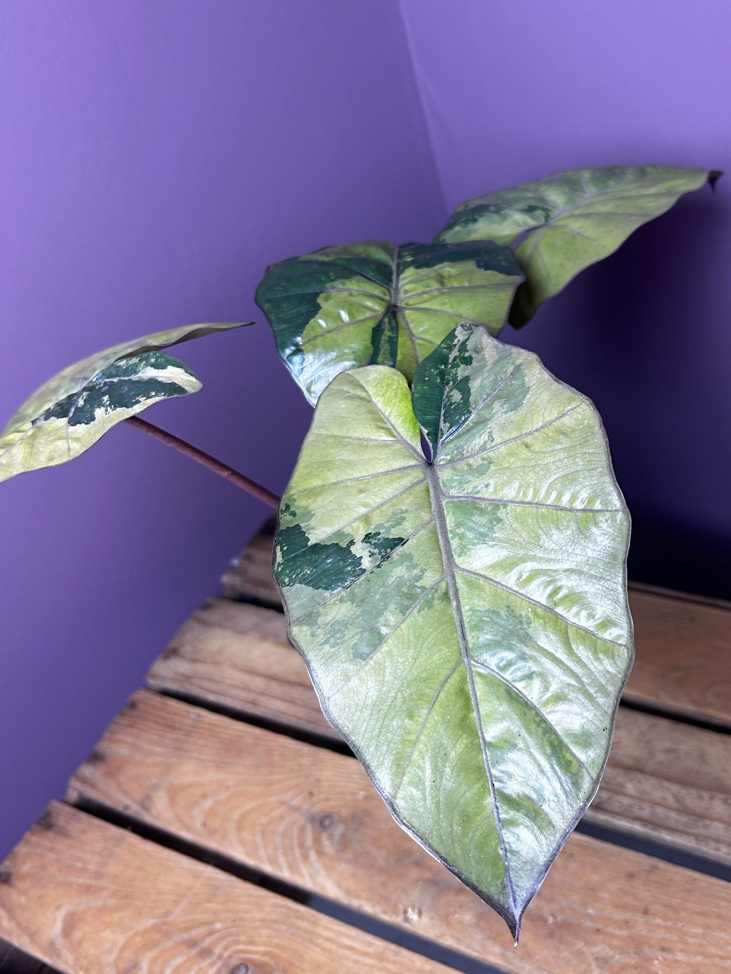 Alocasia Yucatan Princess variegata