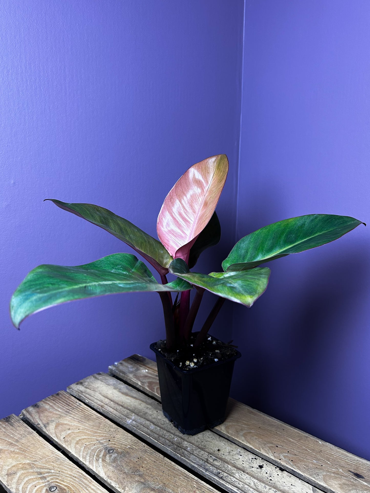 Philodendron Red Congo mint variegata 3 - XL
