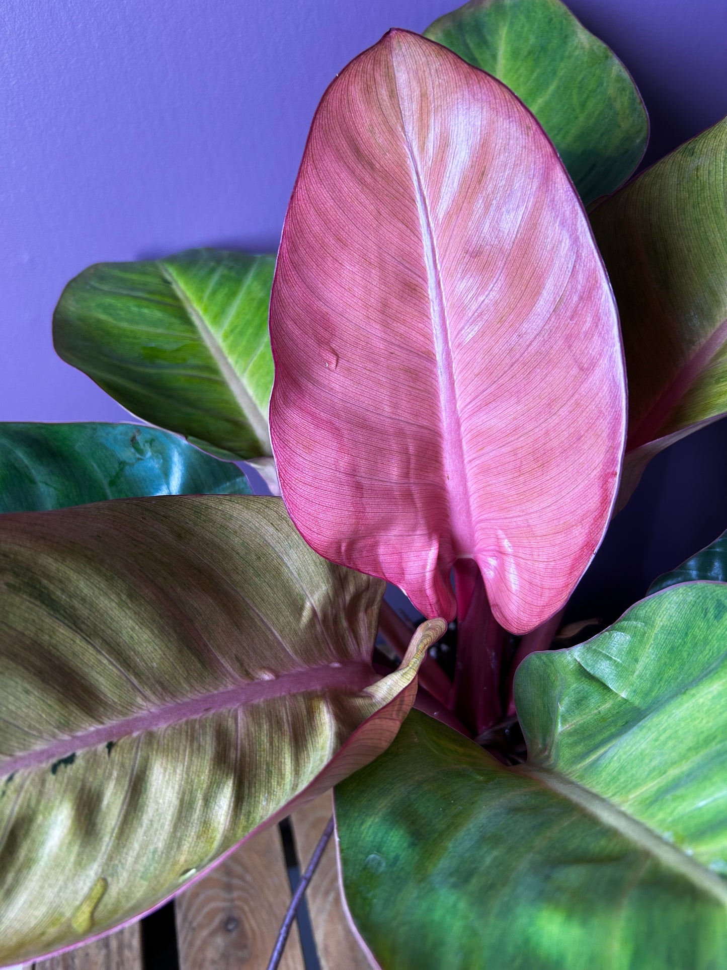 Philodendron Red Congo mint variegata 3 - XL