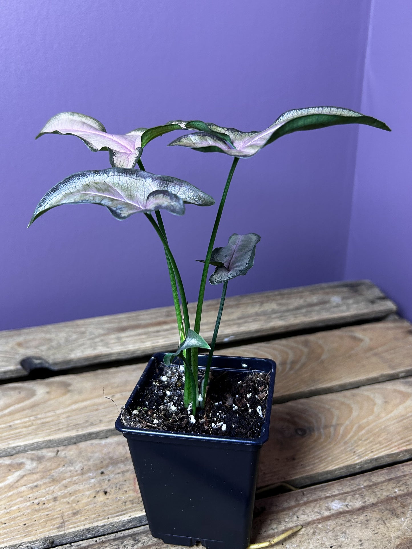 Syngonium Black Pink