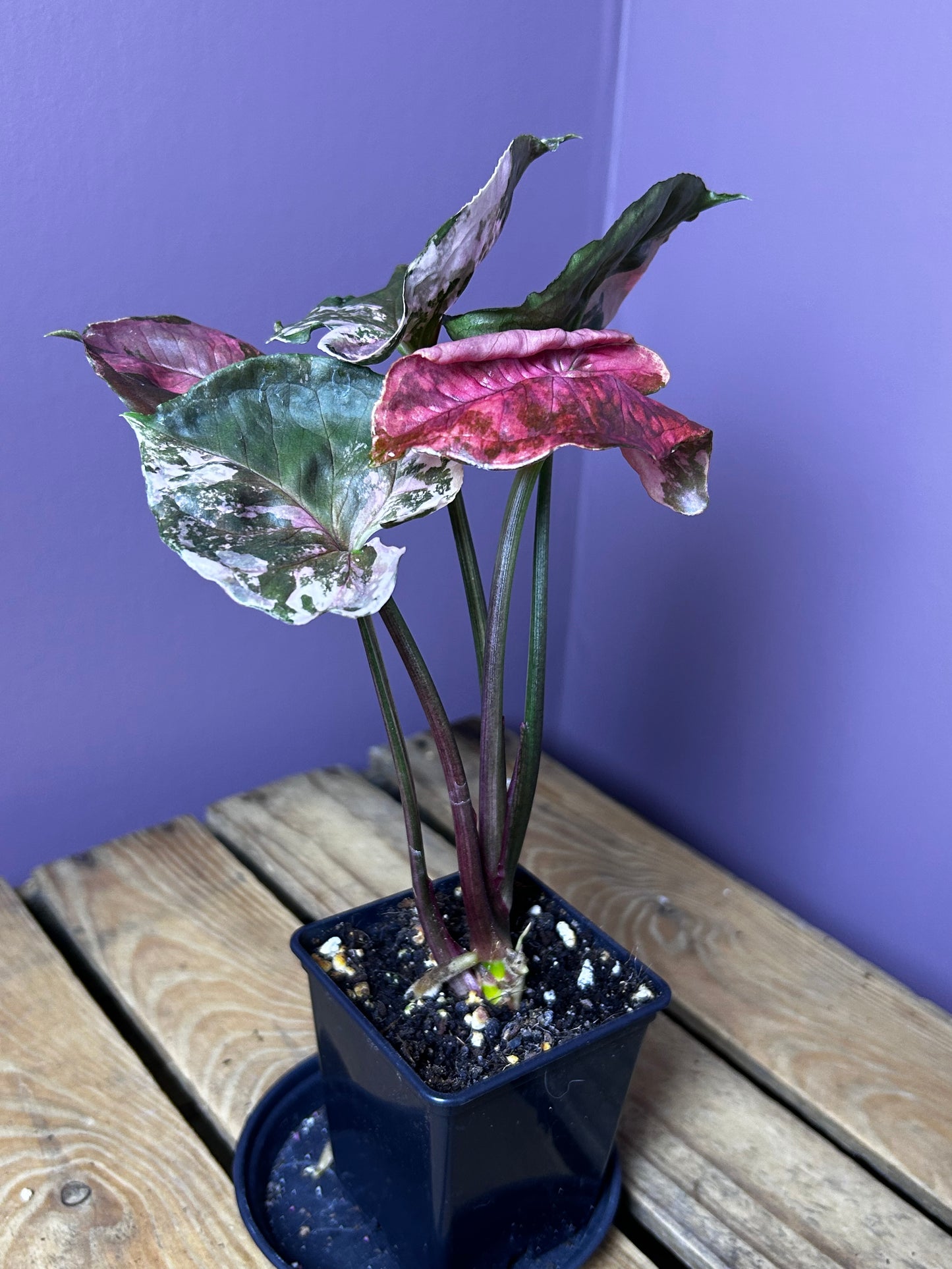 Syngonium Strawberry Ice Galaxy 2