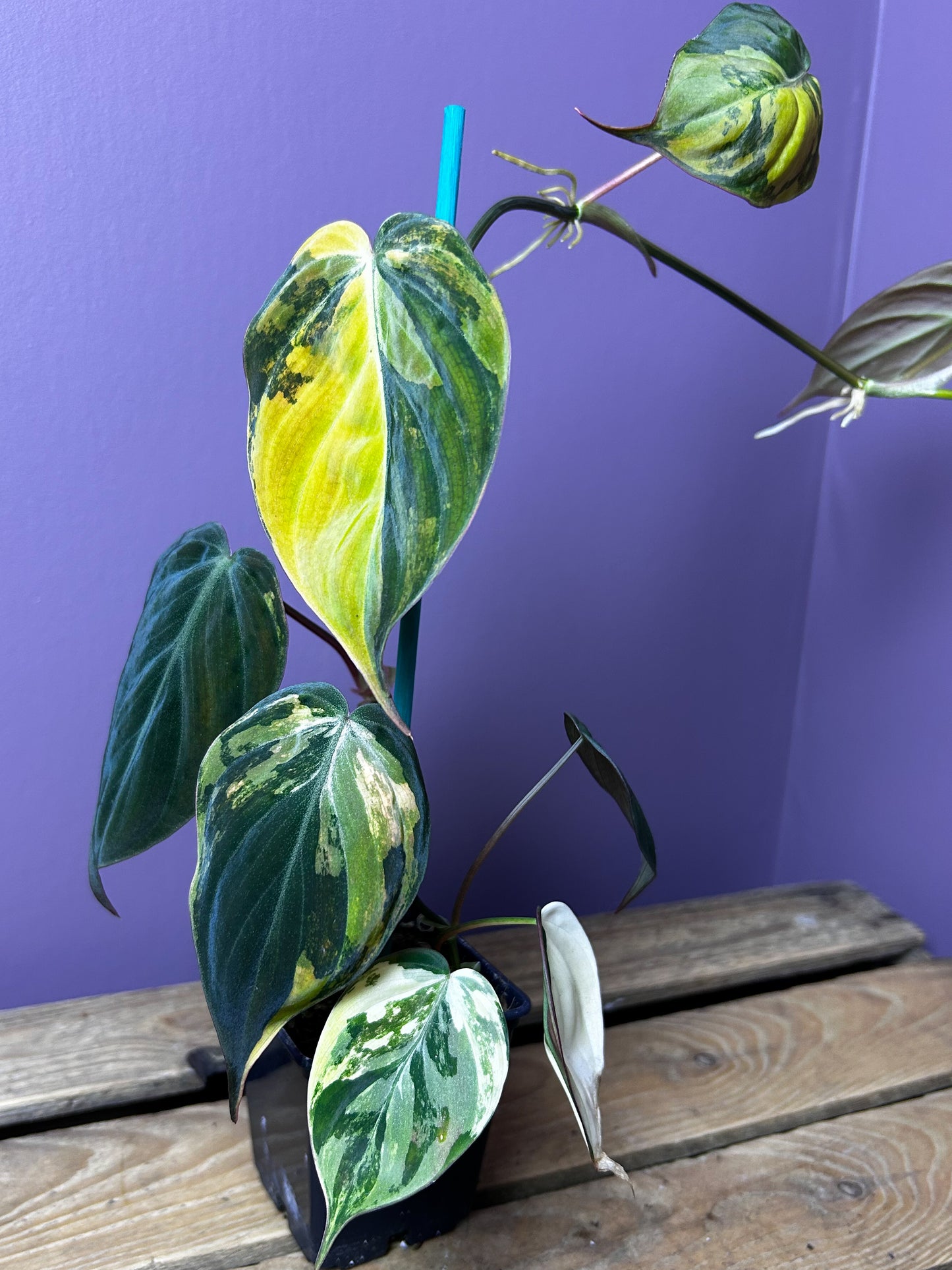 Philodendron Micans variegata 3