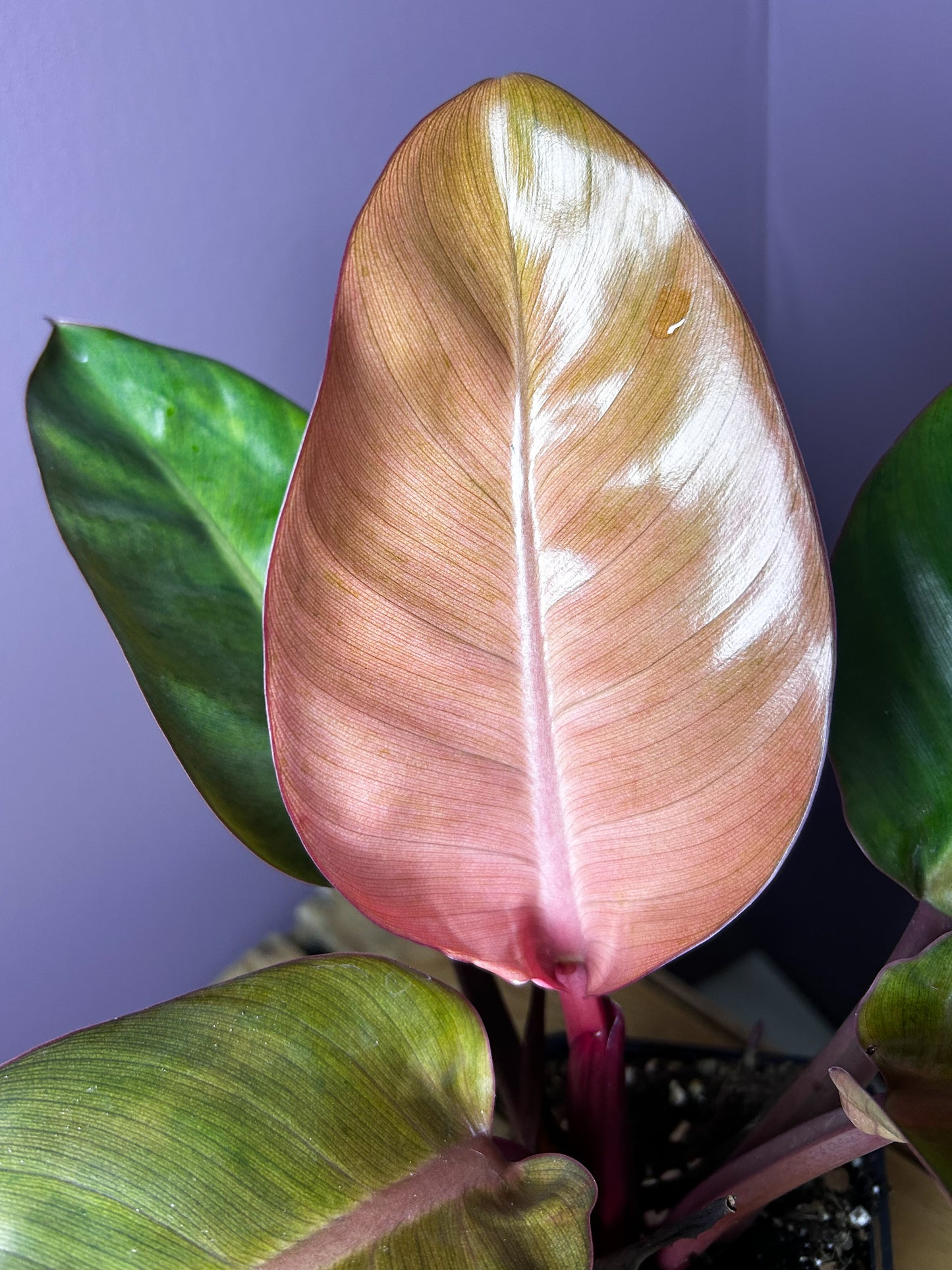 Philodendron Red Congo mint variegata 3 - XL